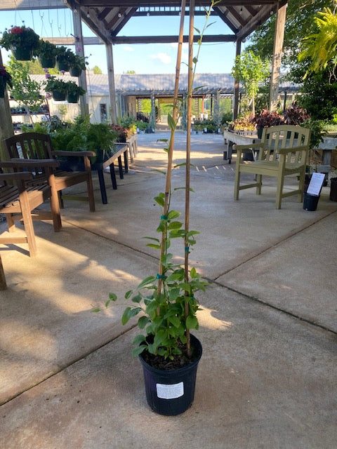 Cold-hardy Kiwi