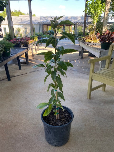 Lila Avocado 5 Gal