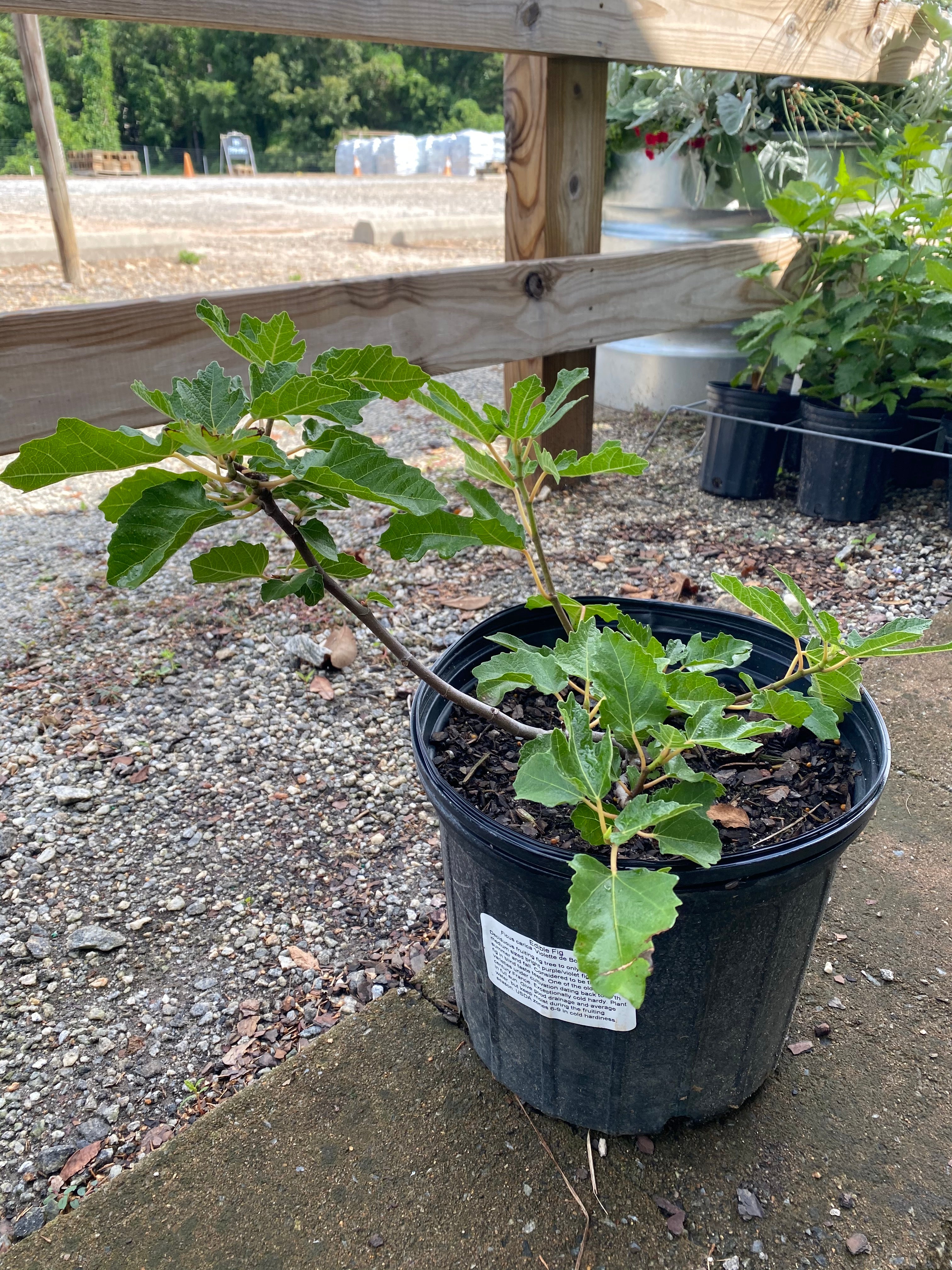 Celeste Edible Fig