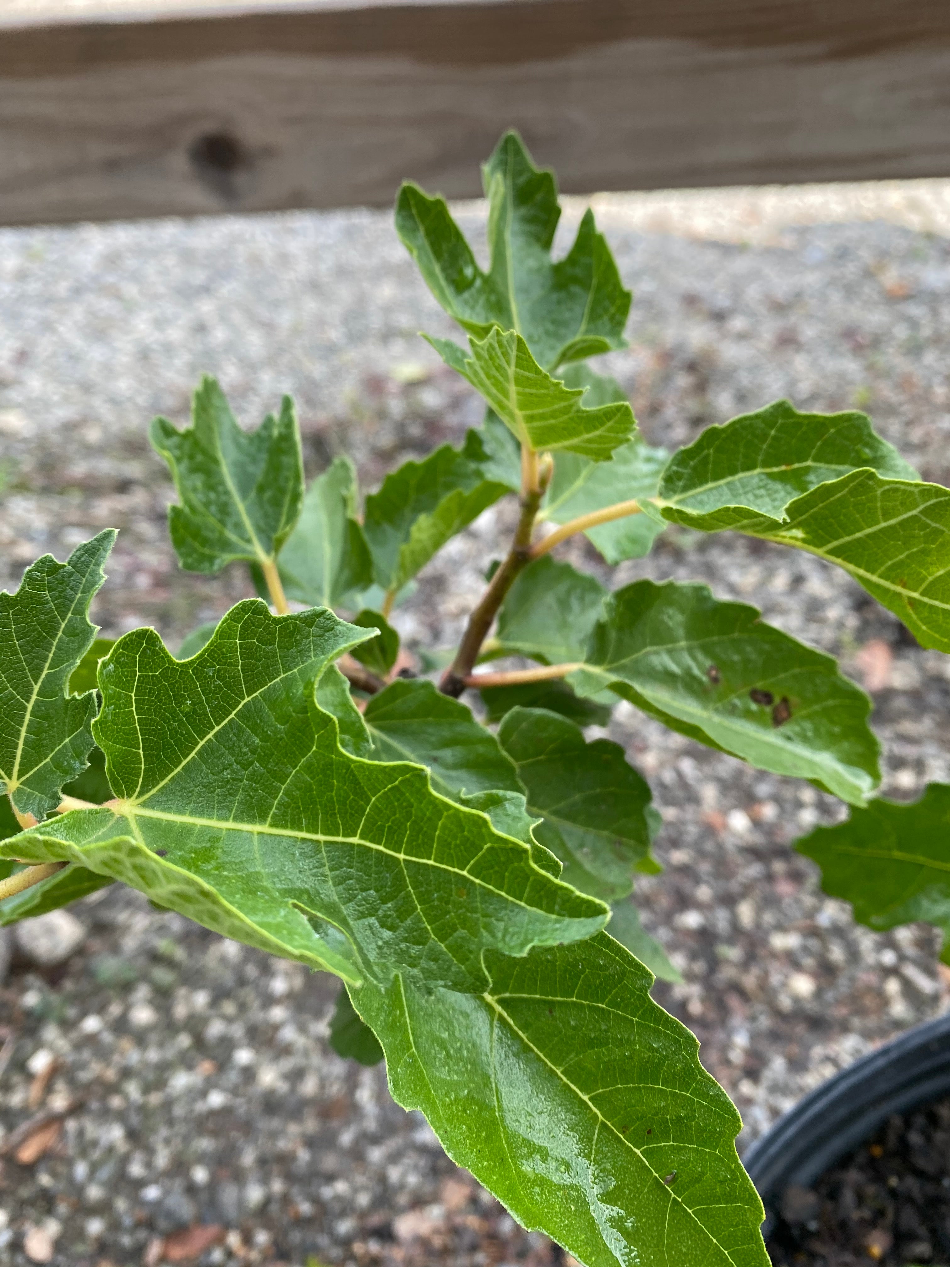 Celeste Edible Fig