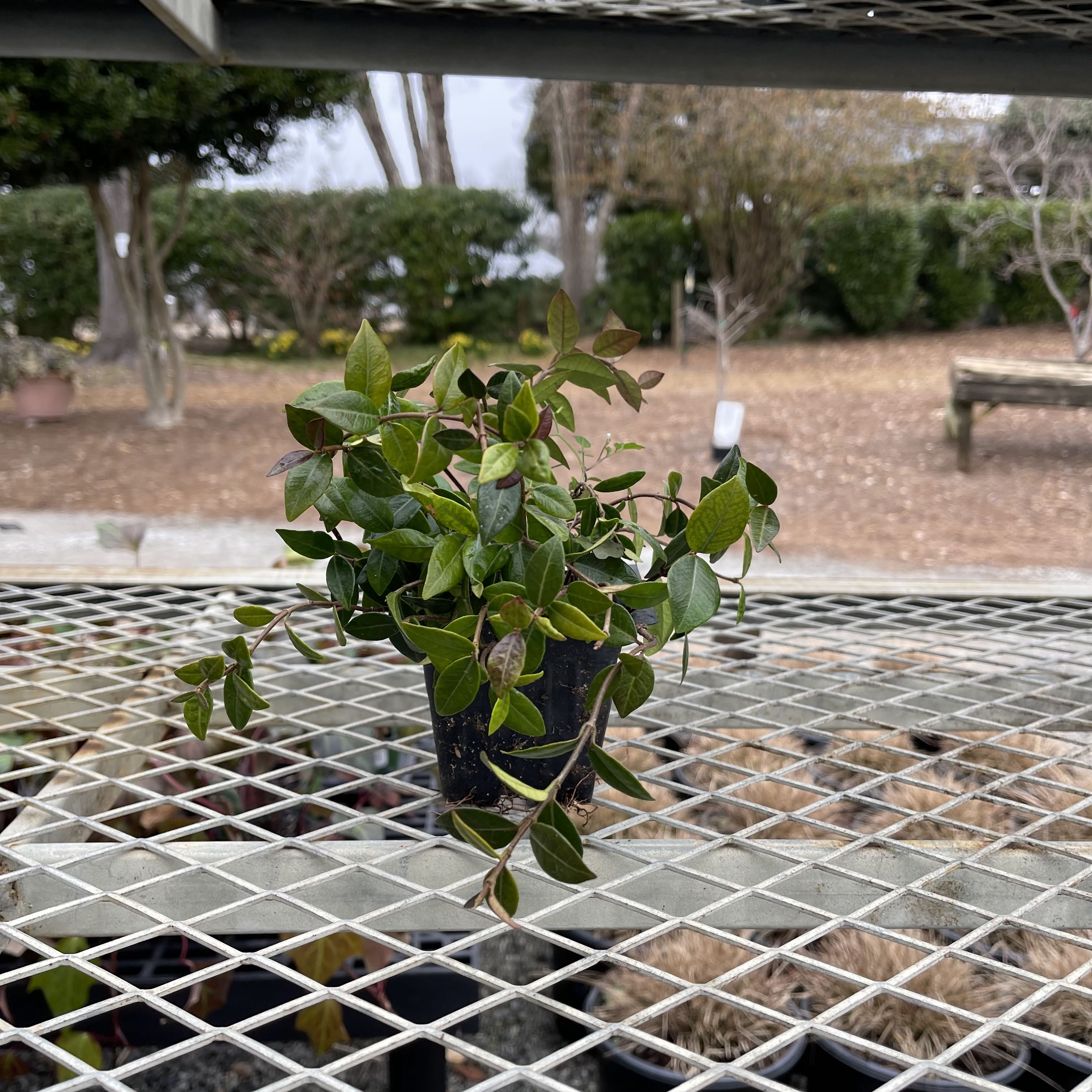 Asiatic Jasmine 4"