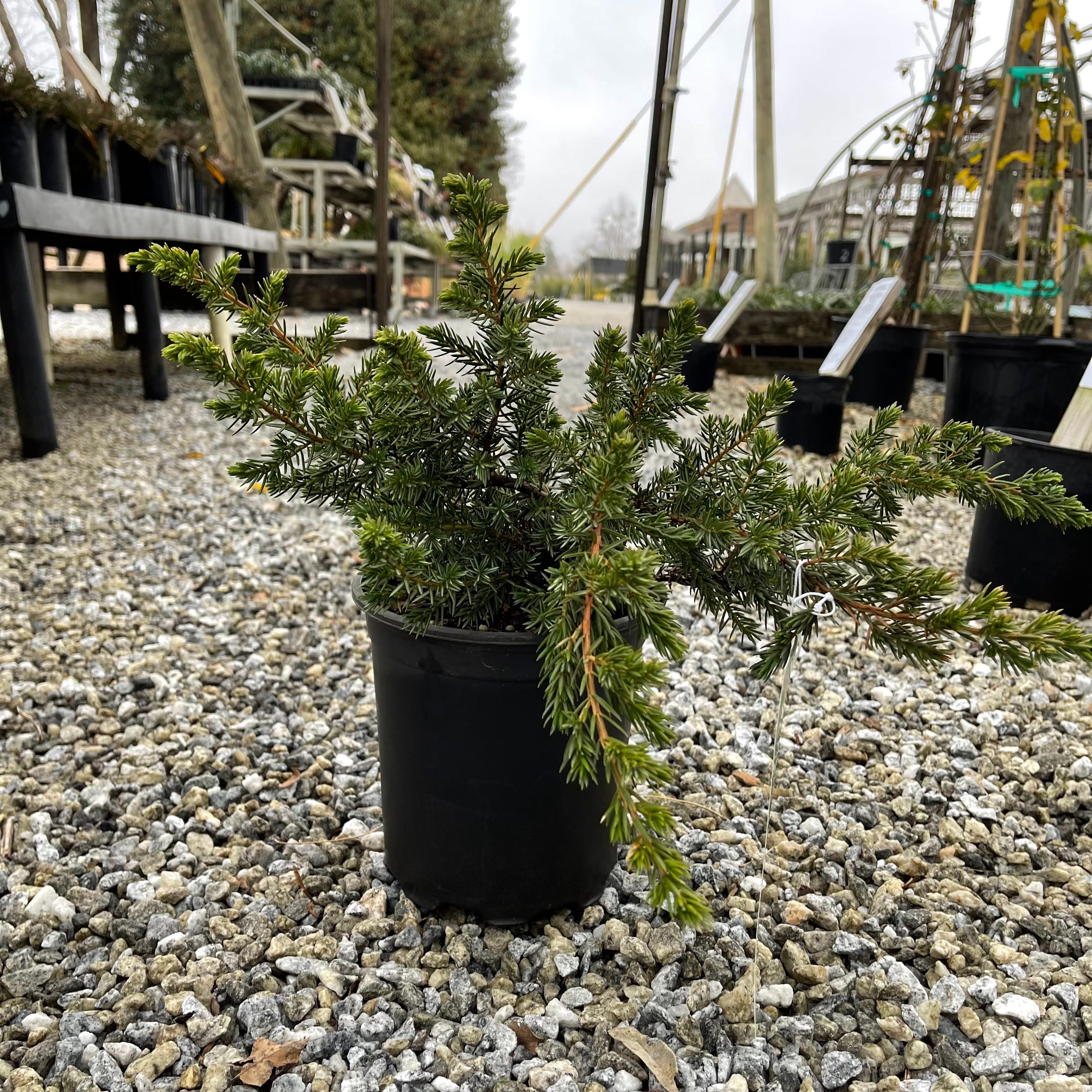 Blue Pacific Juniper 1 Gal