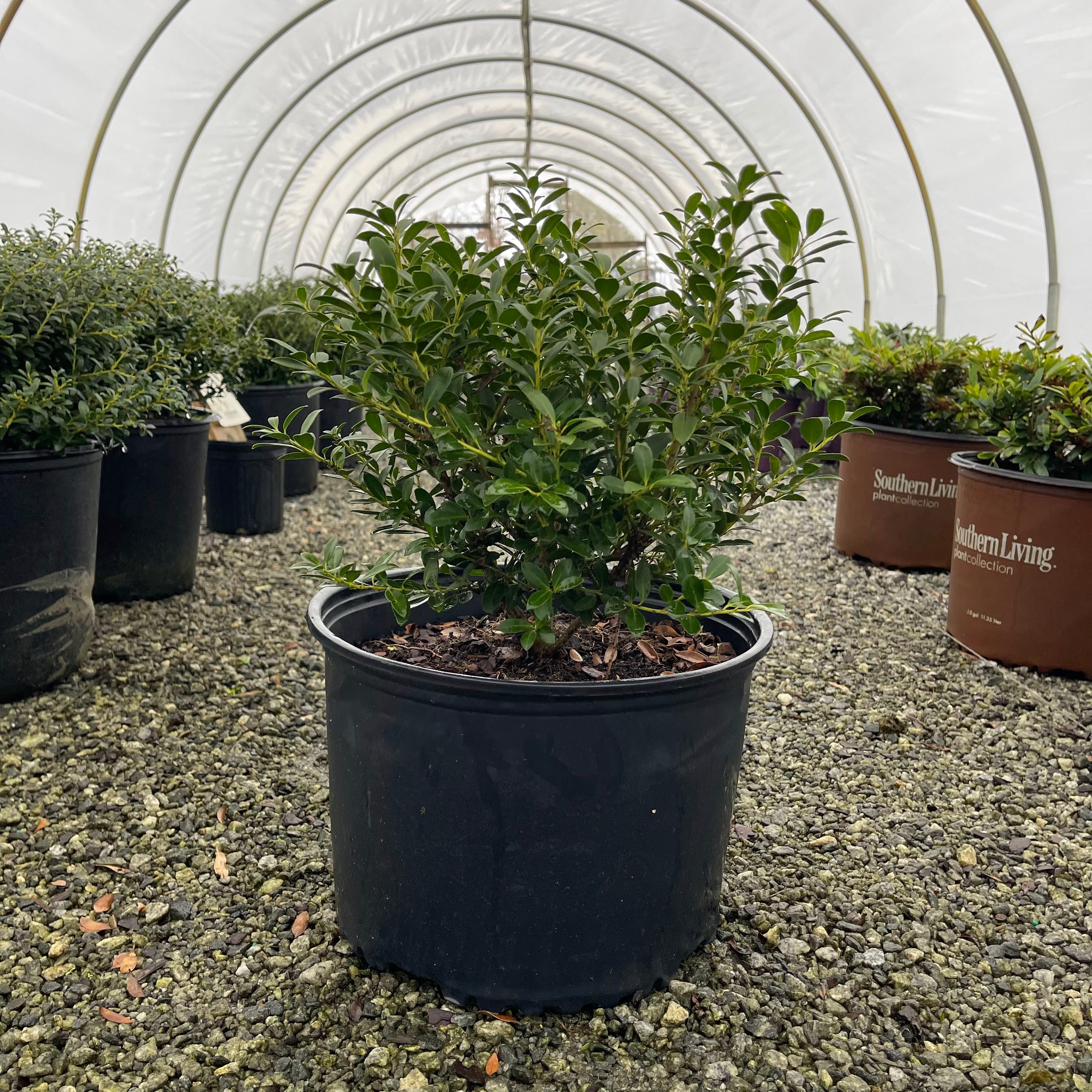 Hoogendorn Holly 3 Gal