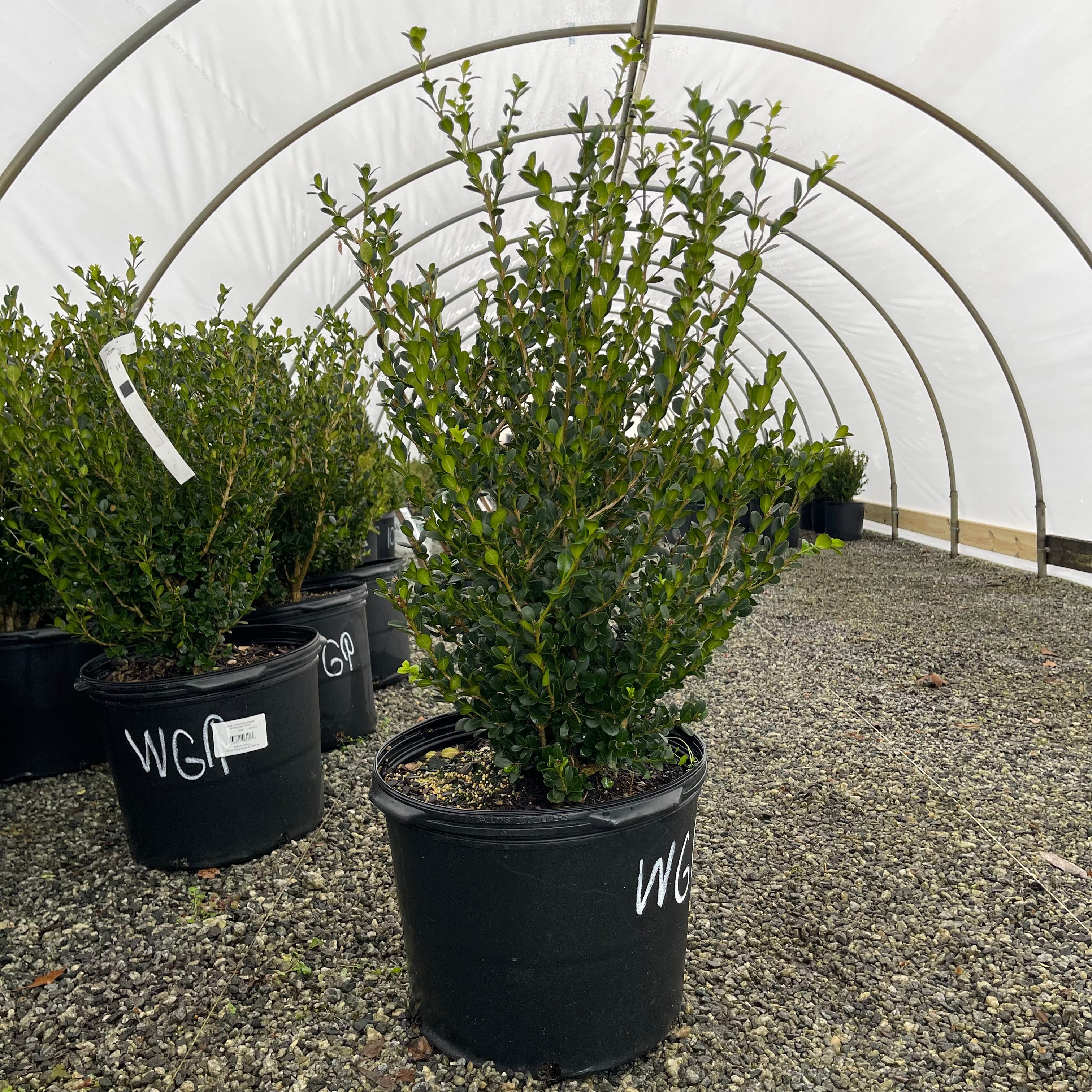 Winter Gem Boxwood