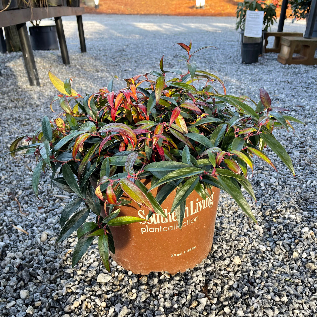 Burning Love Leucothoe 3 Gal