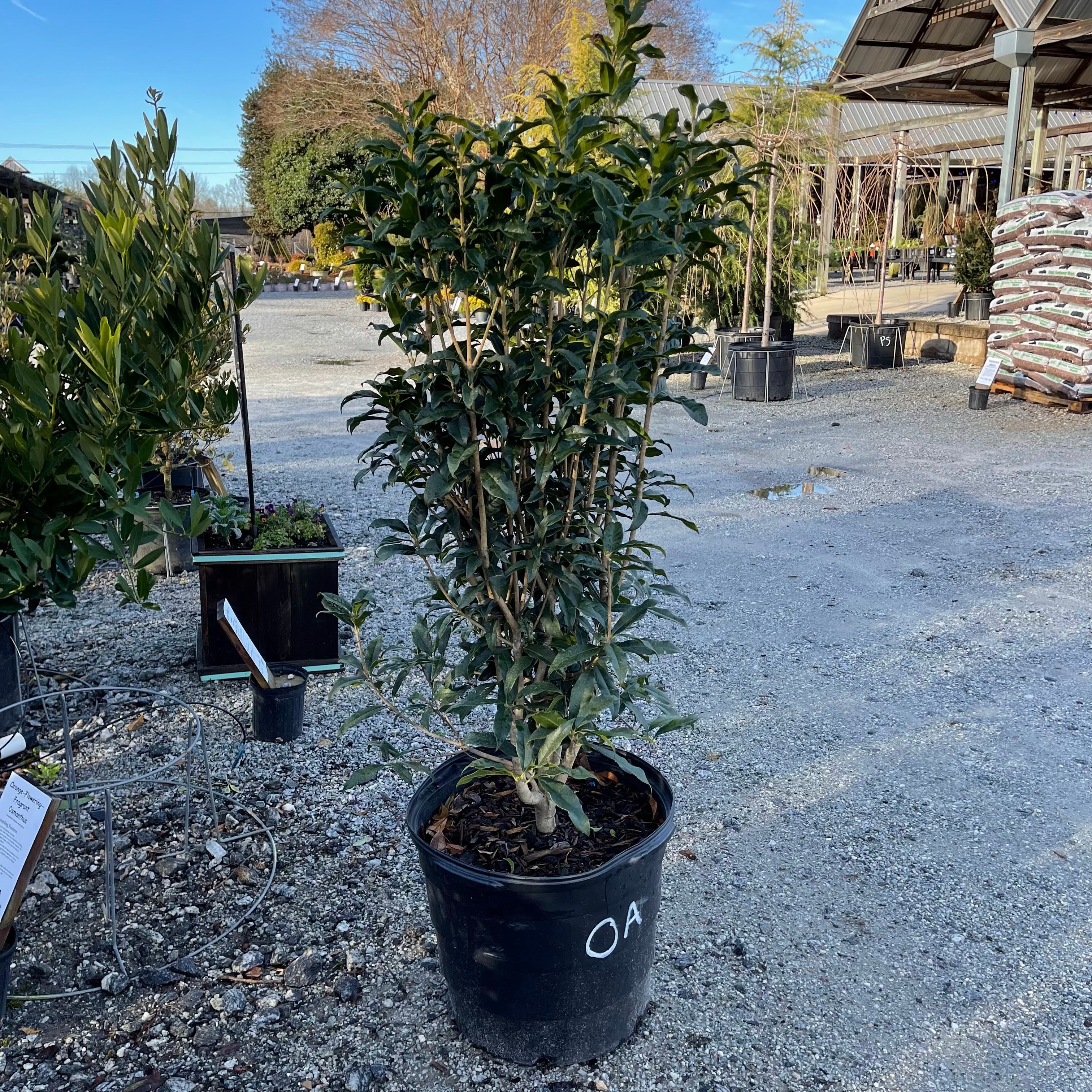 Orange Tea Olive