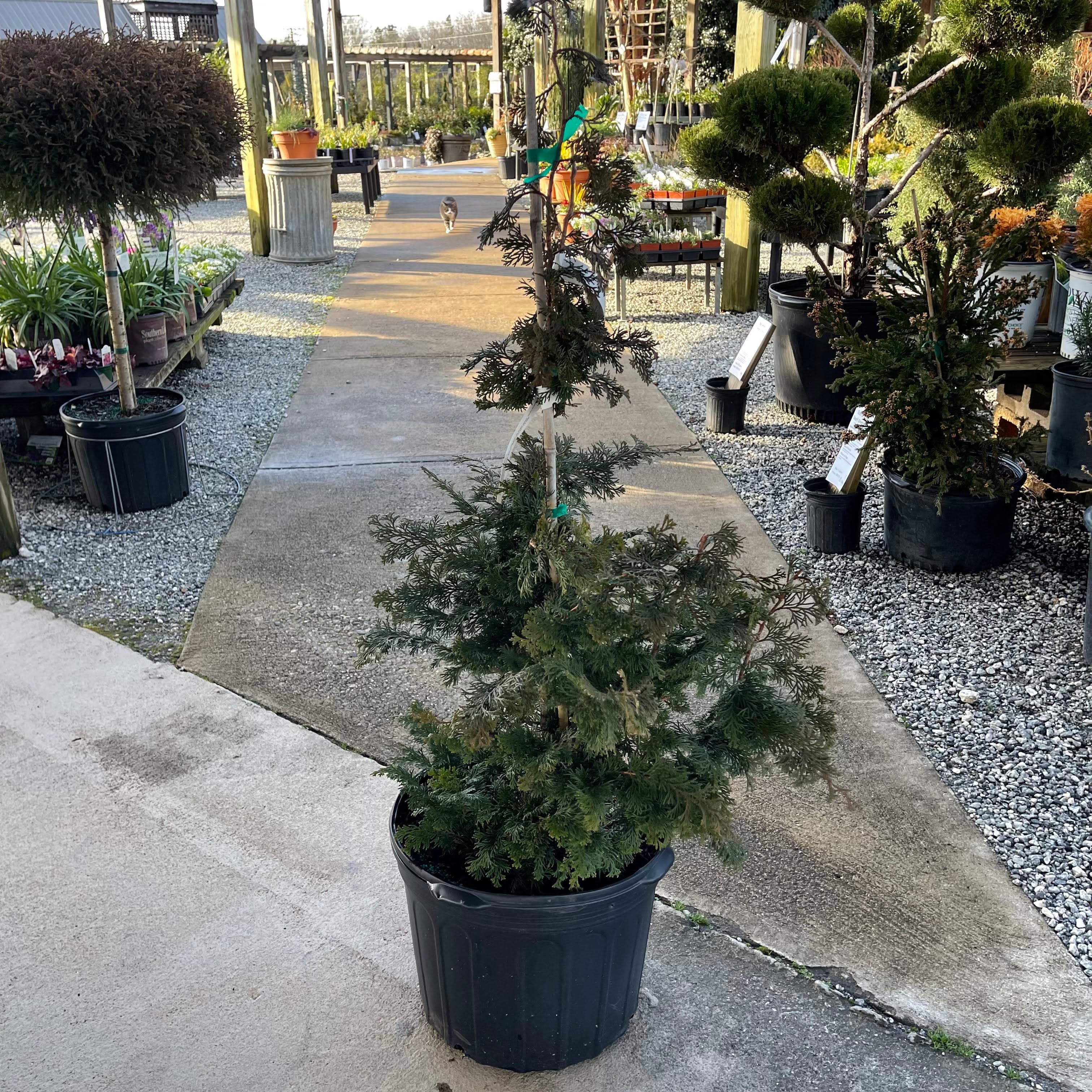 Slender Hinoki Cypress 7 Gal