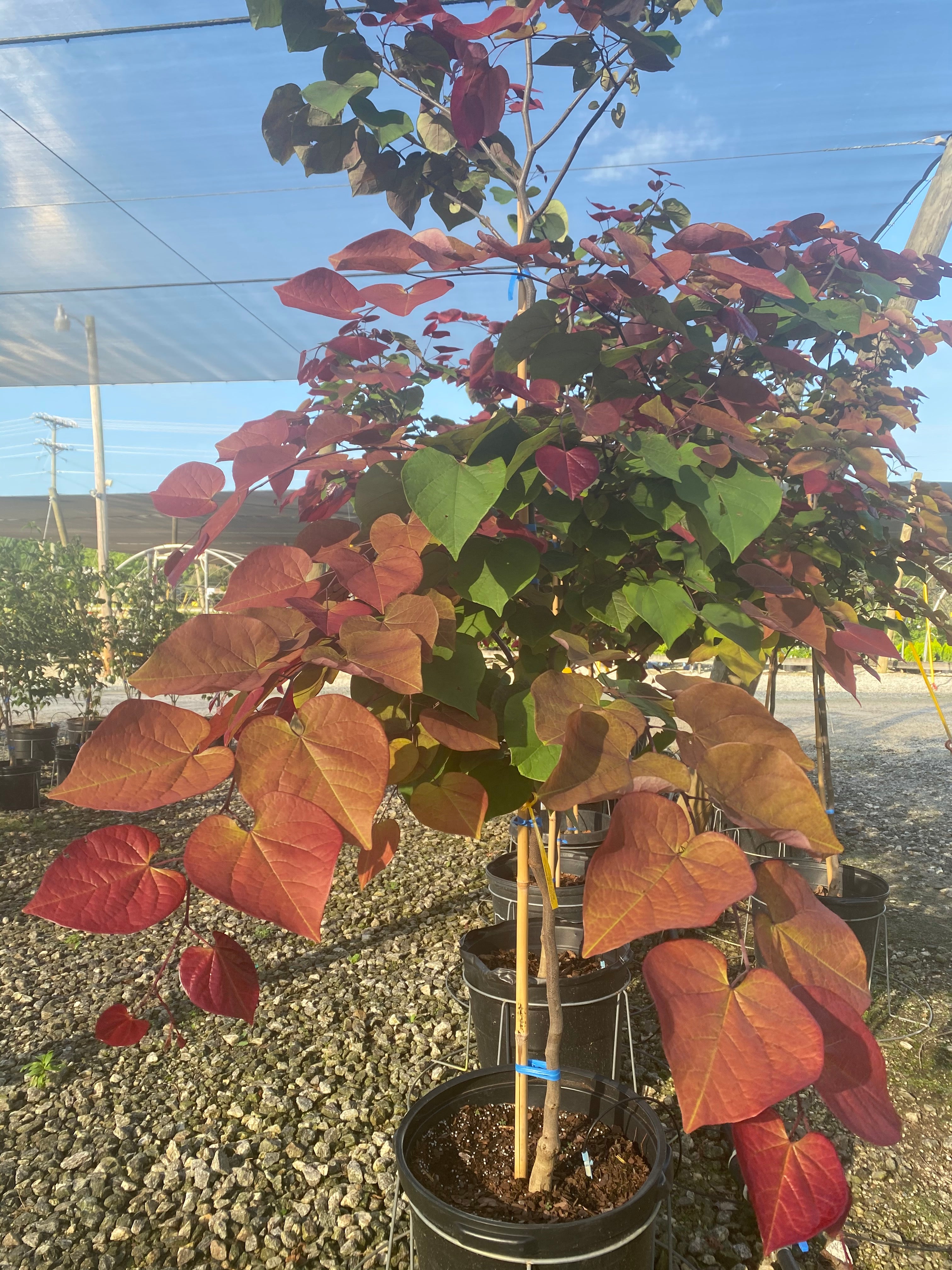 Flamethrower Redbud