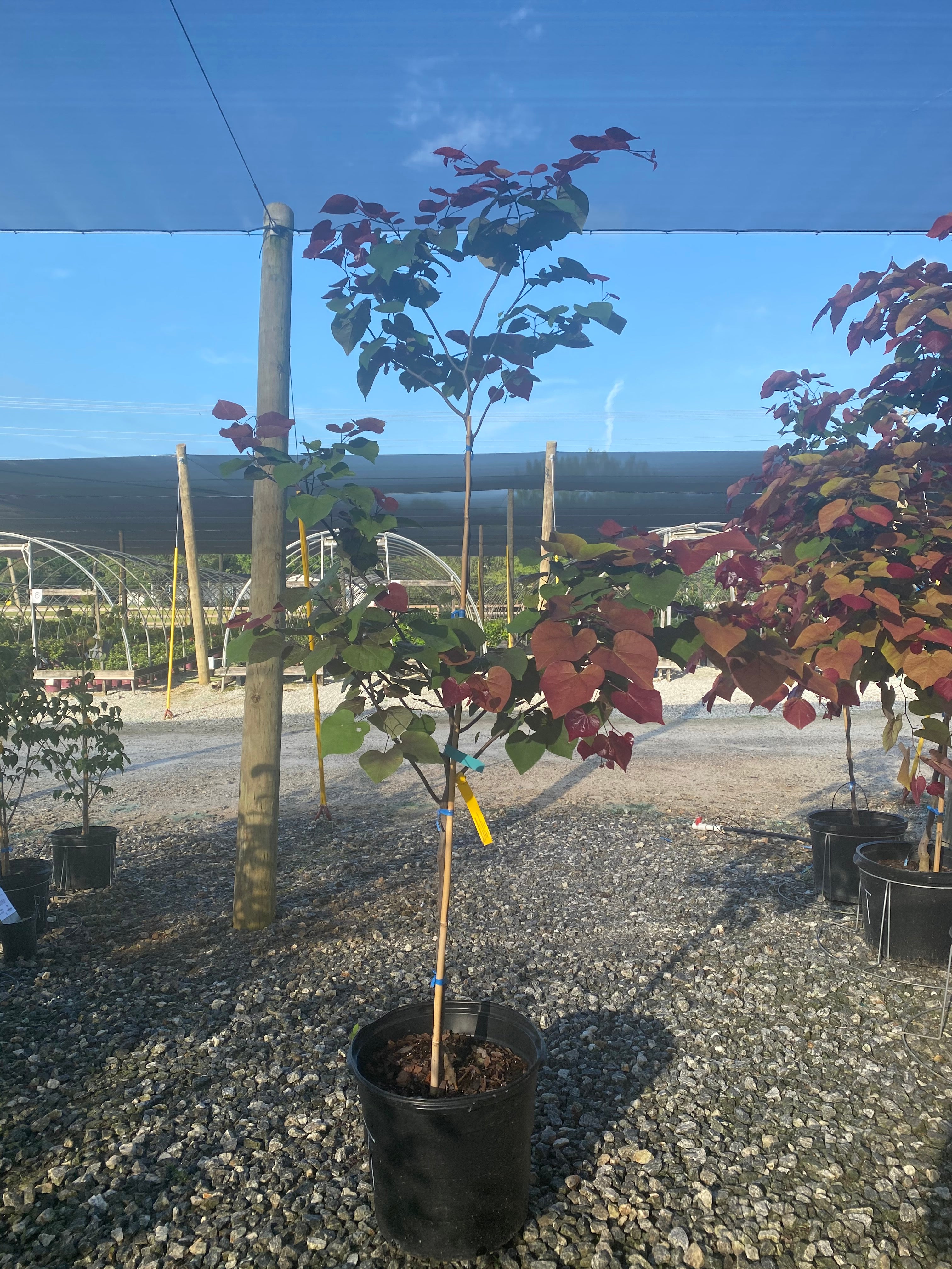 Flamethrower Redbud