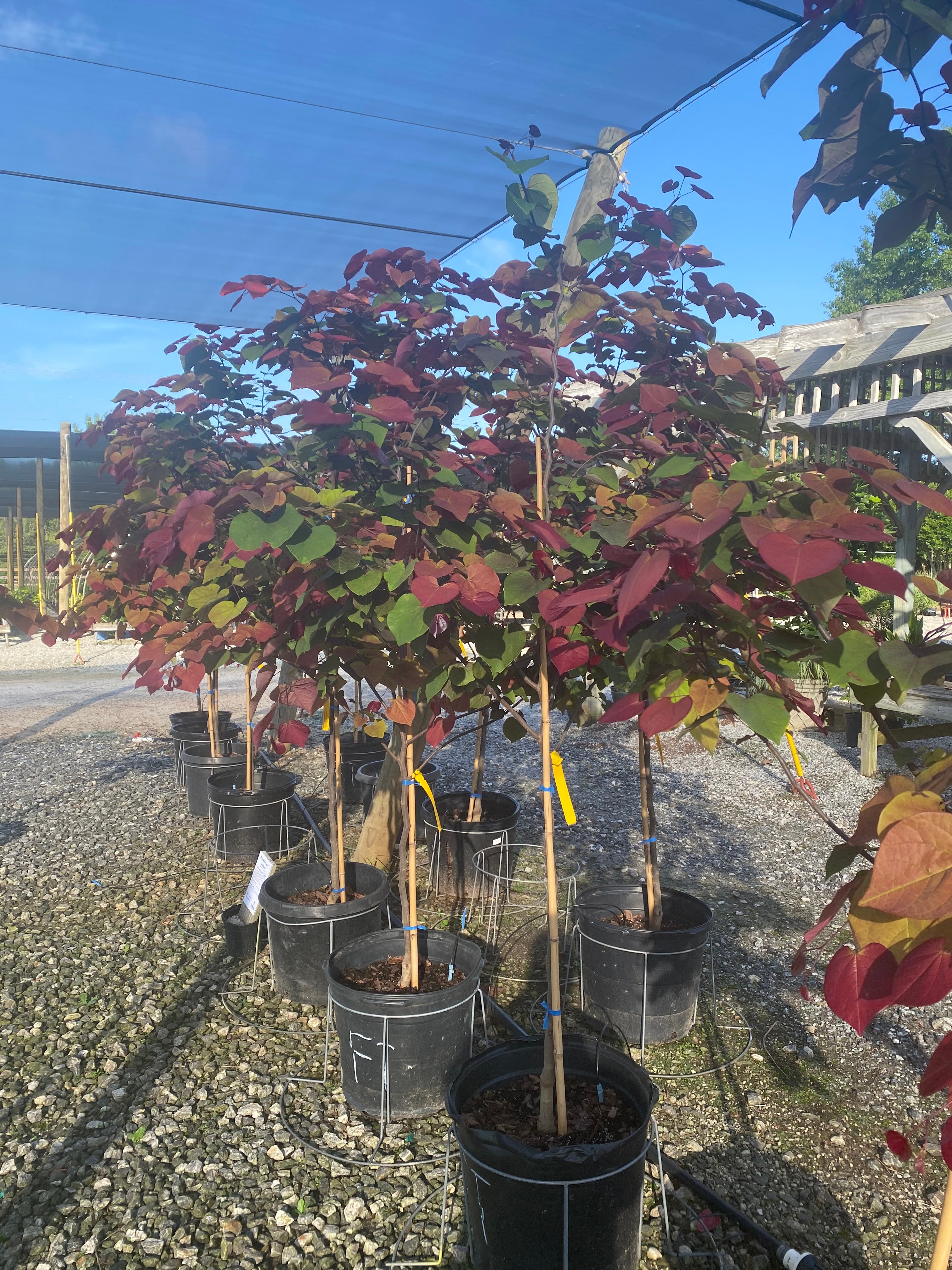Flamethrower Redbud