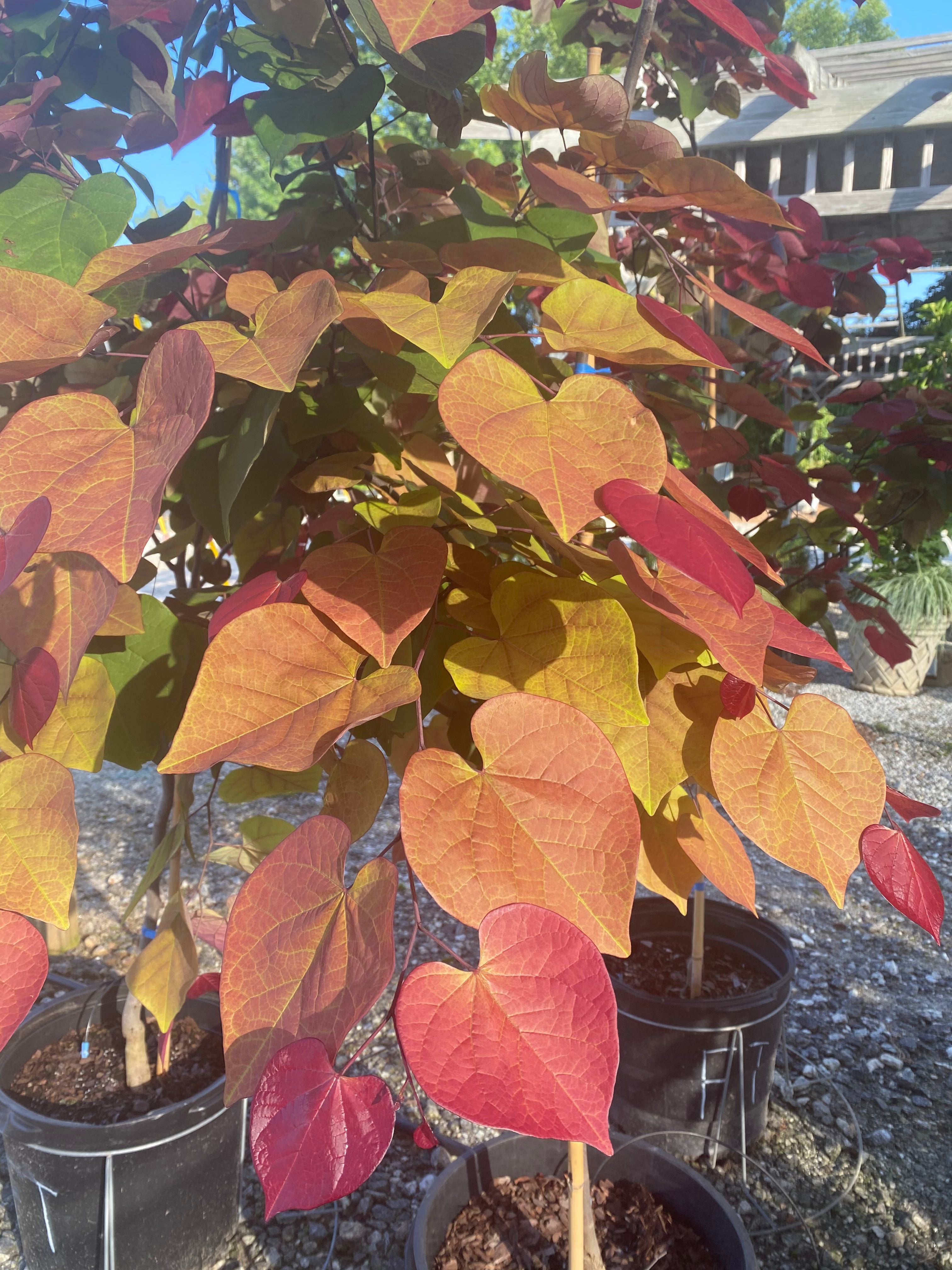Flamethrower Redbud