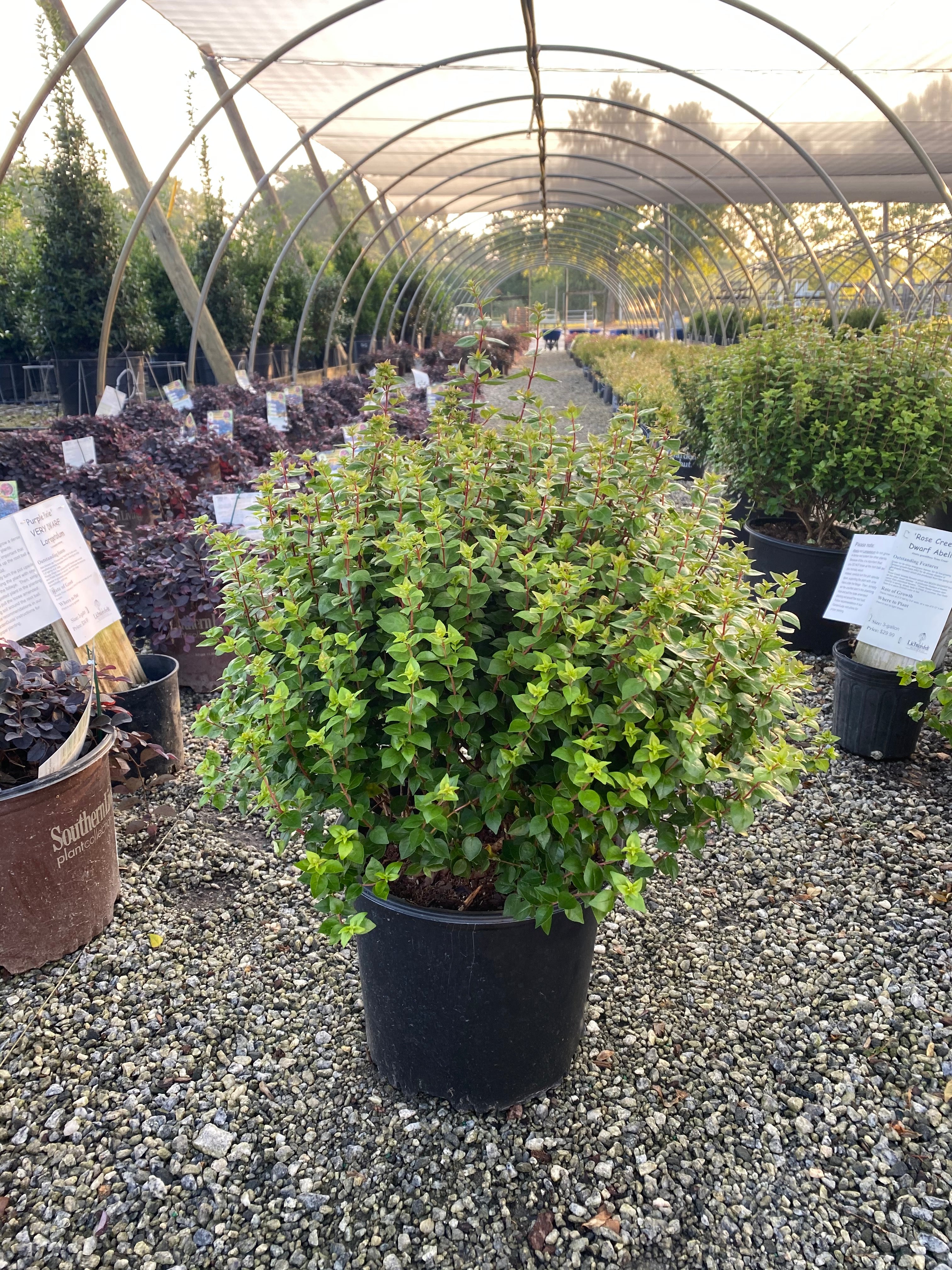 Rose Creek Abelia 3 Gal