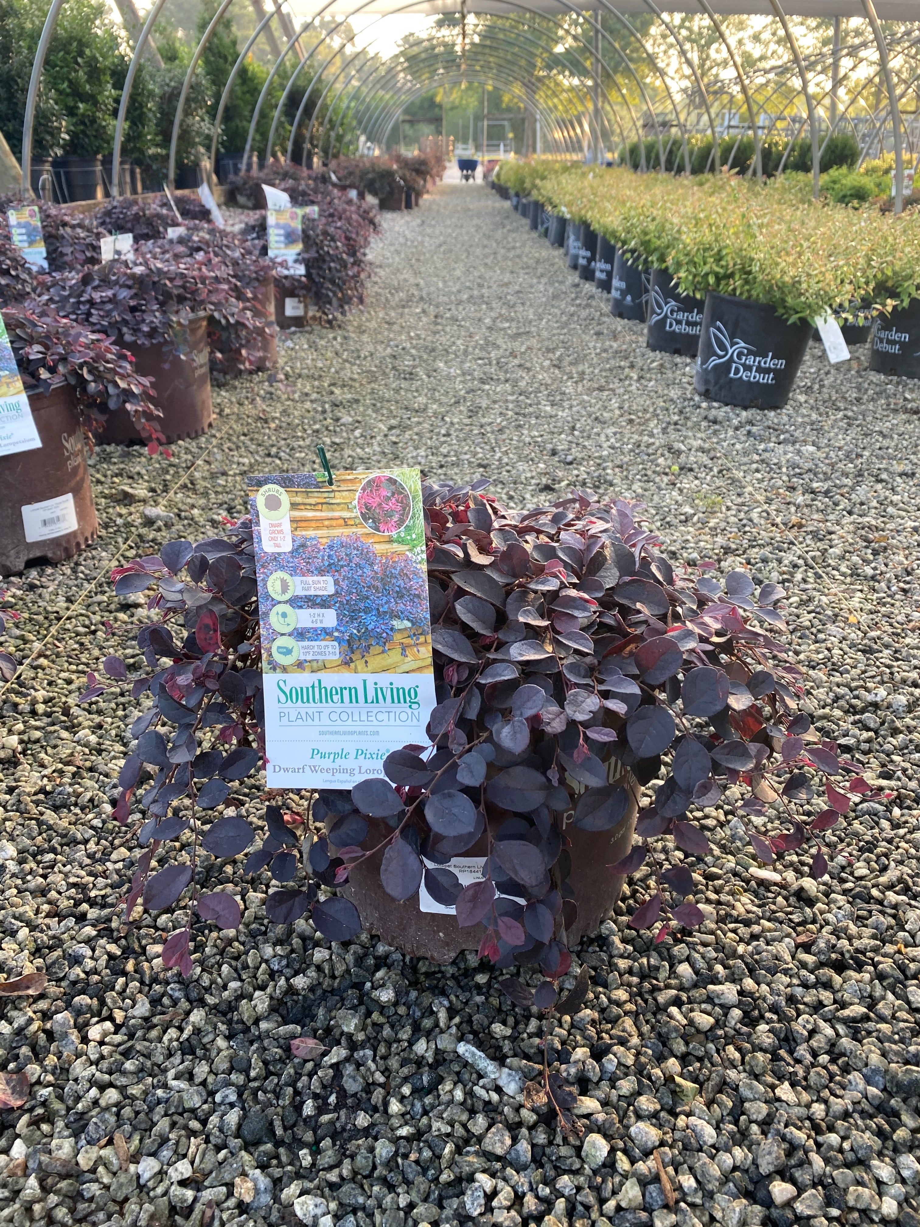 Purple Pixie Loropetalum 3 Gal