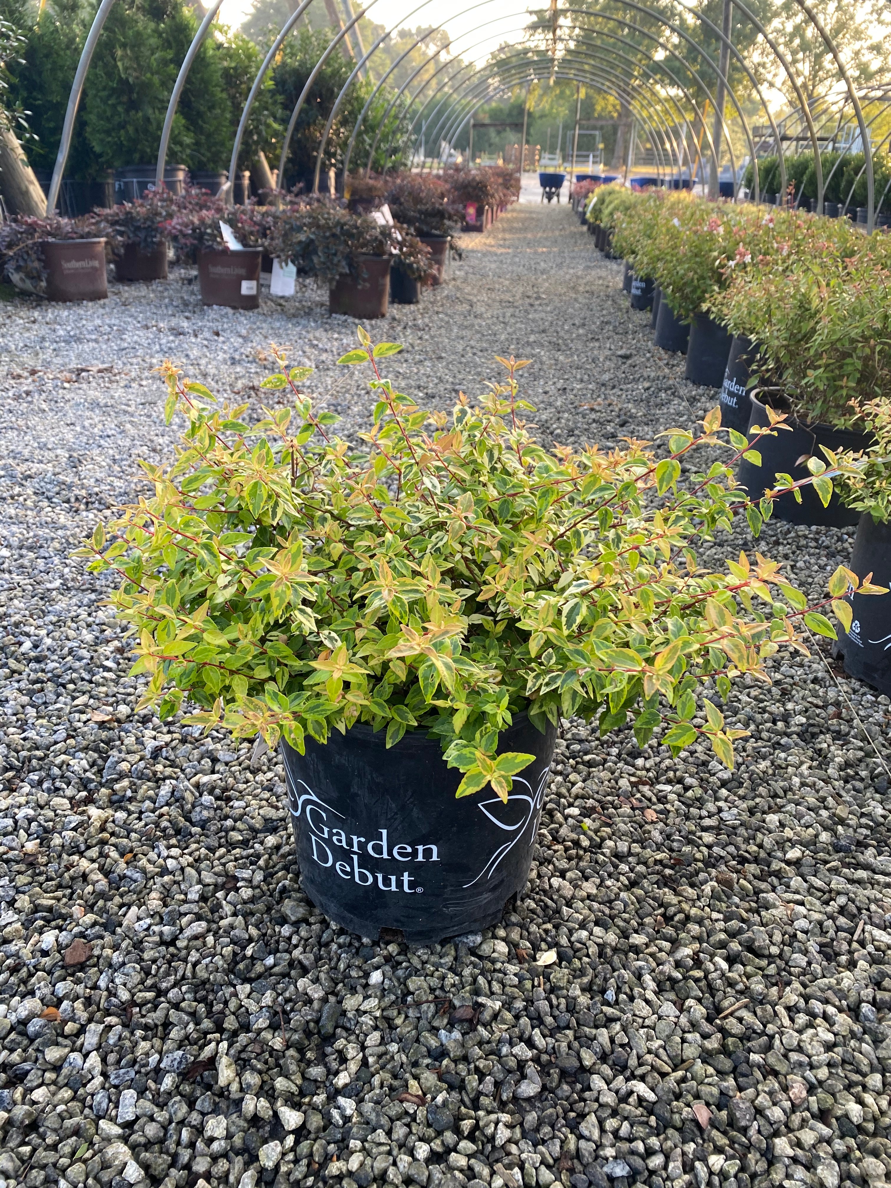 Kaleidoscope Abelia 3 Gal