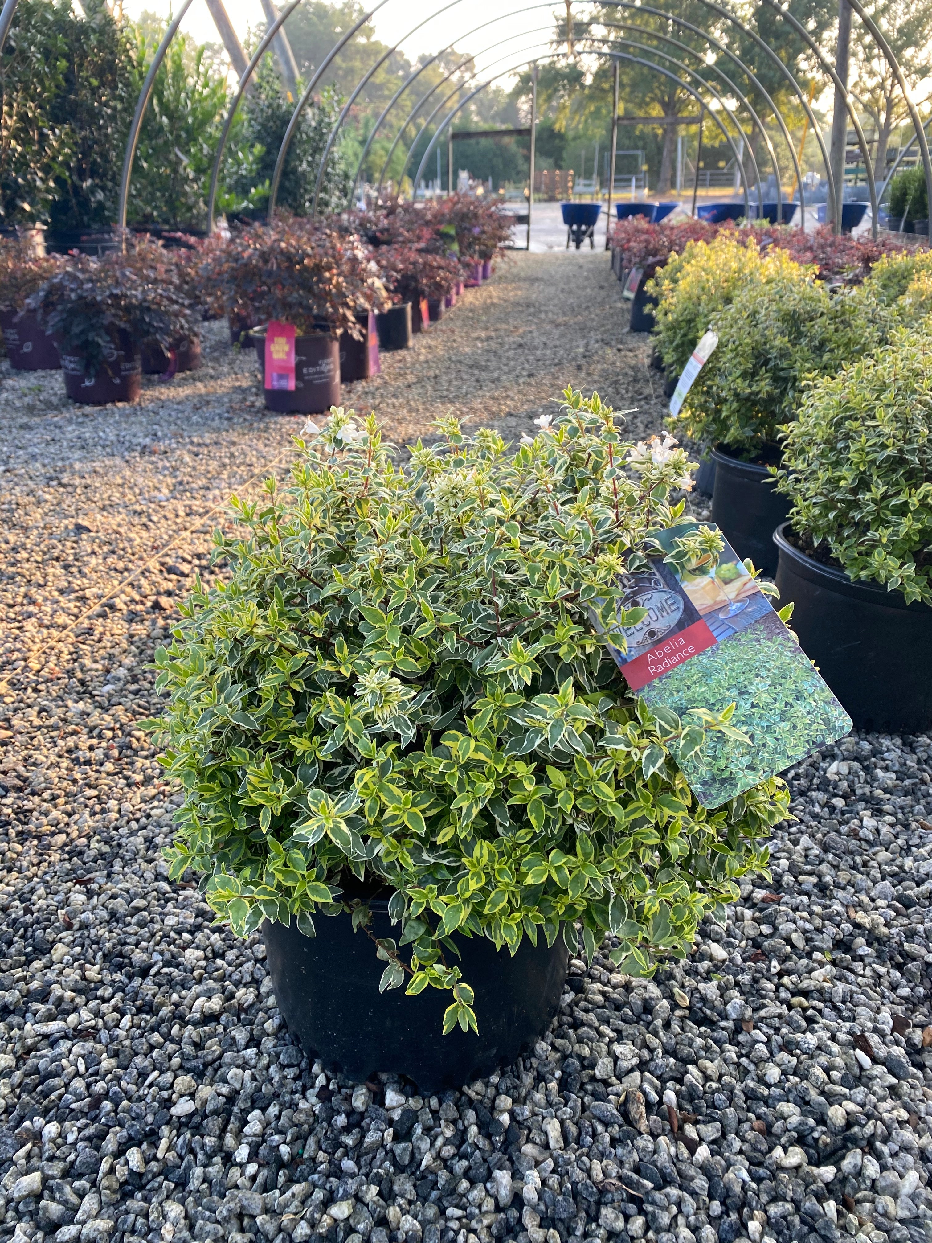 Radiance Abelia 3 Gal