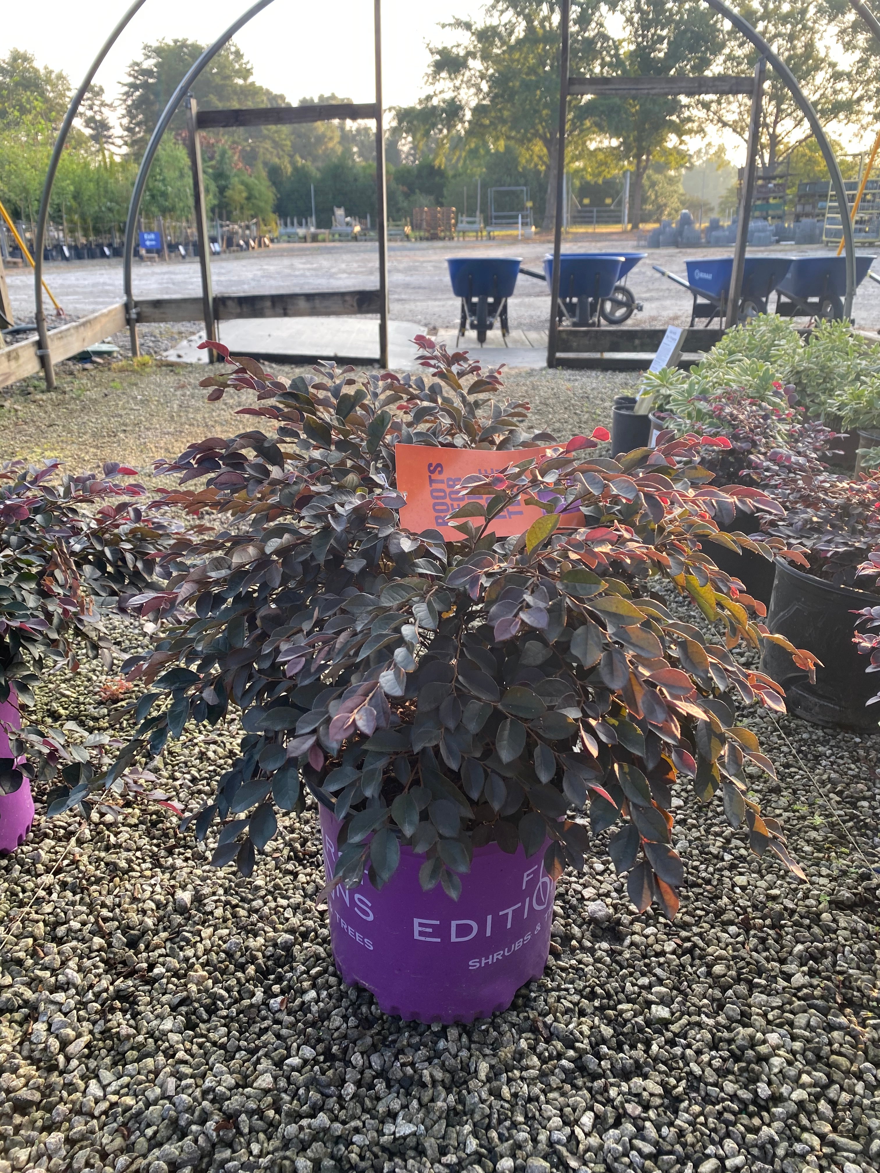 Crimson Fire Loropetalum 3 Gal