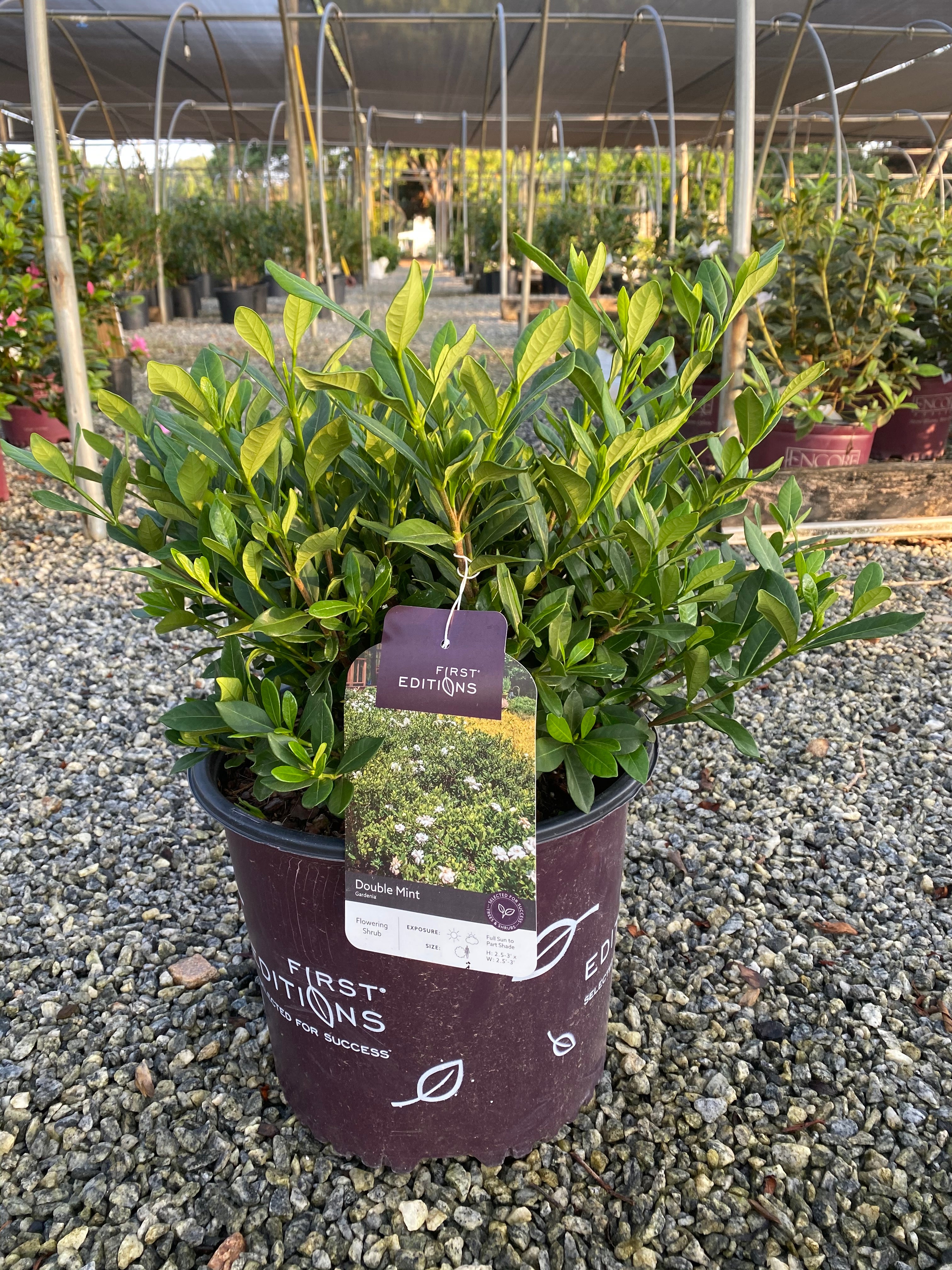 Double Mint Gardenia 3 Gal