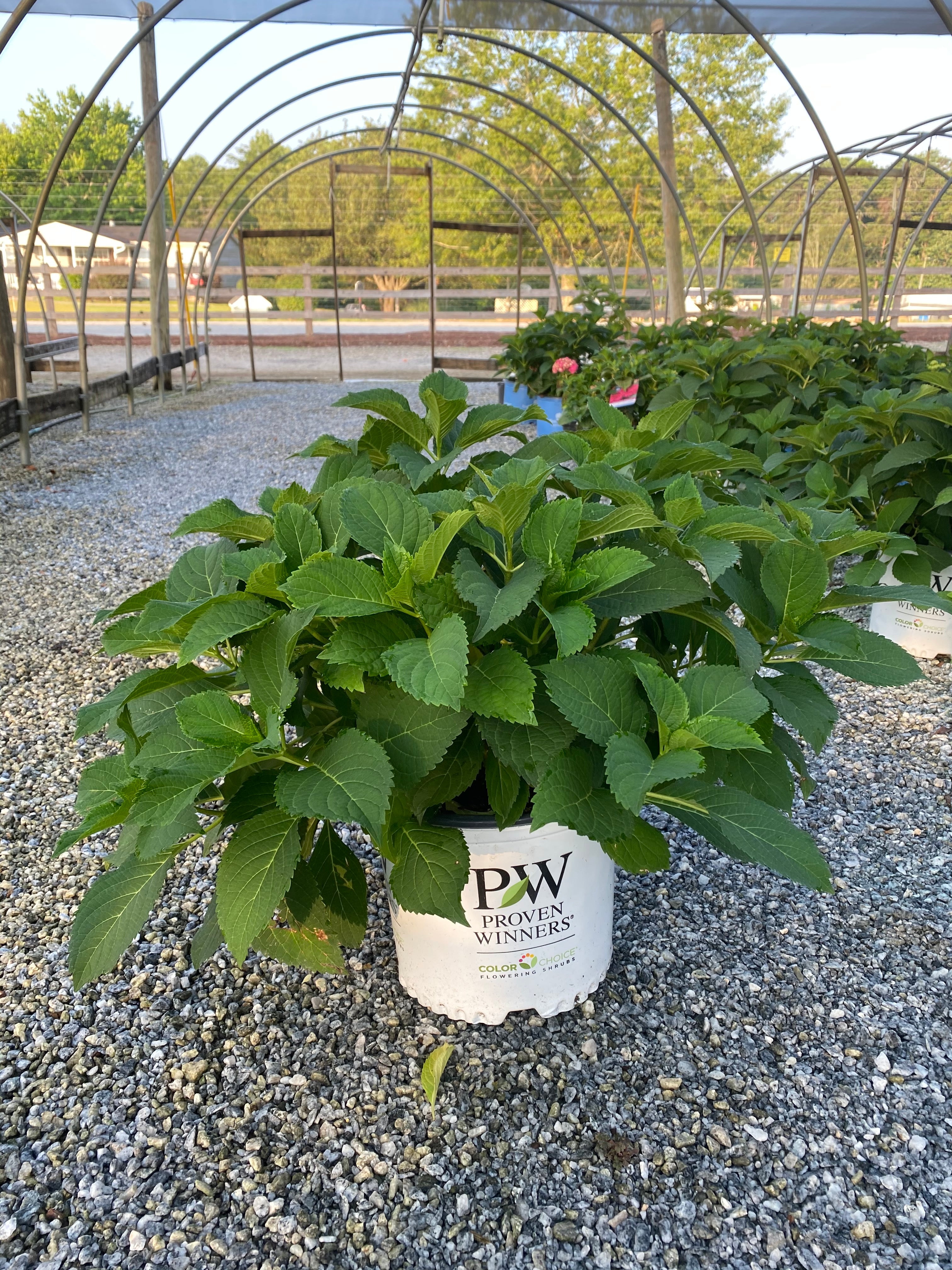 Tuff Stuff Ah-ha Hydrangea 3 Gal