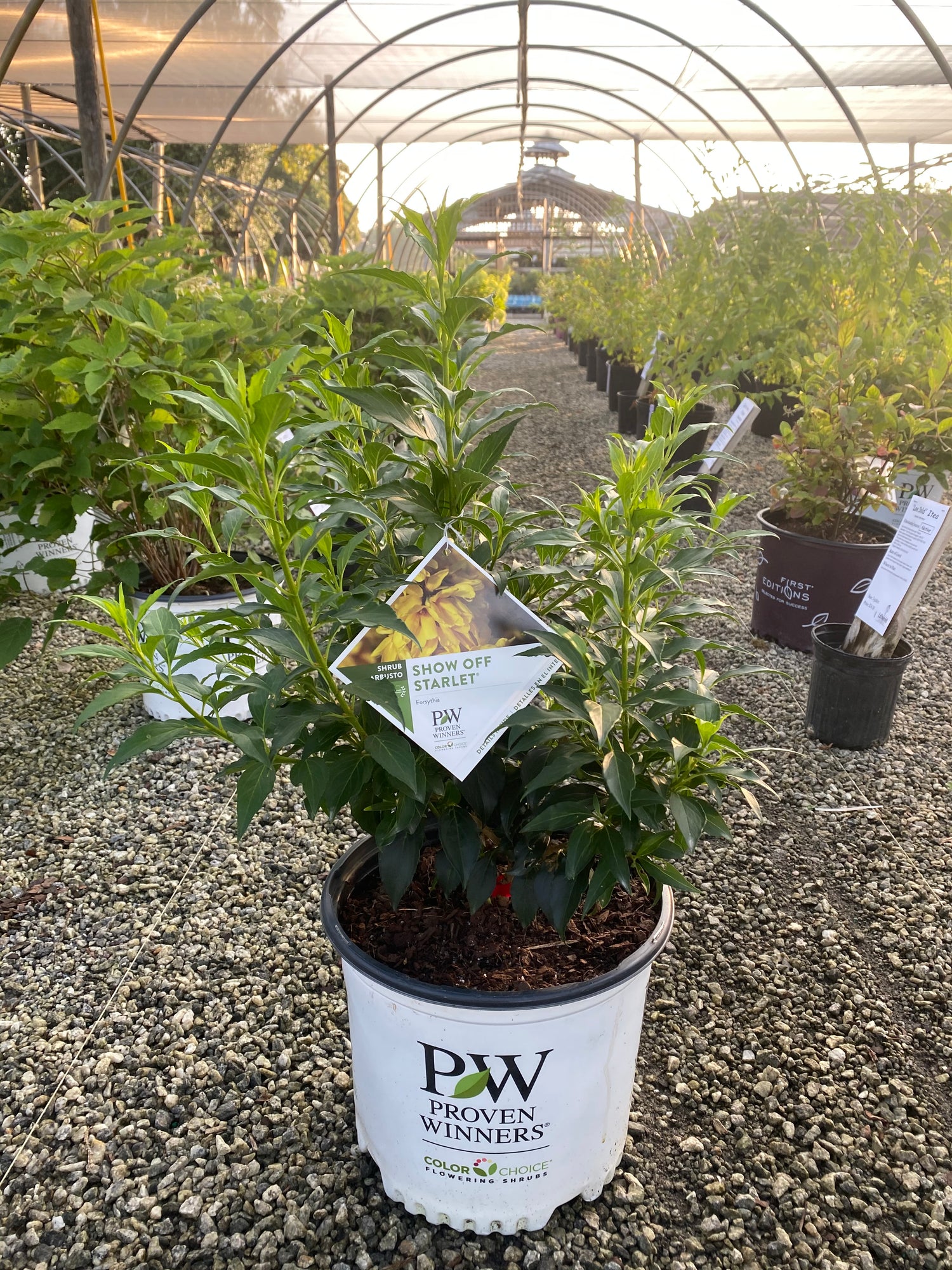 Show Off Starlet Forsythia 2&3 Gal