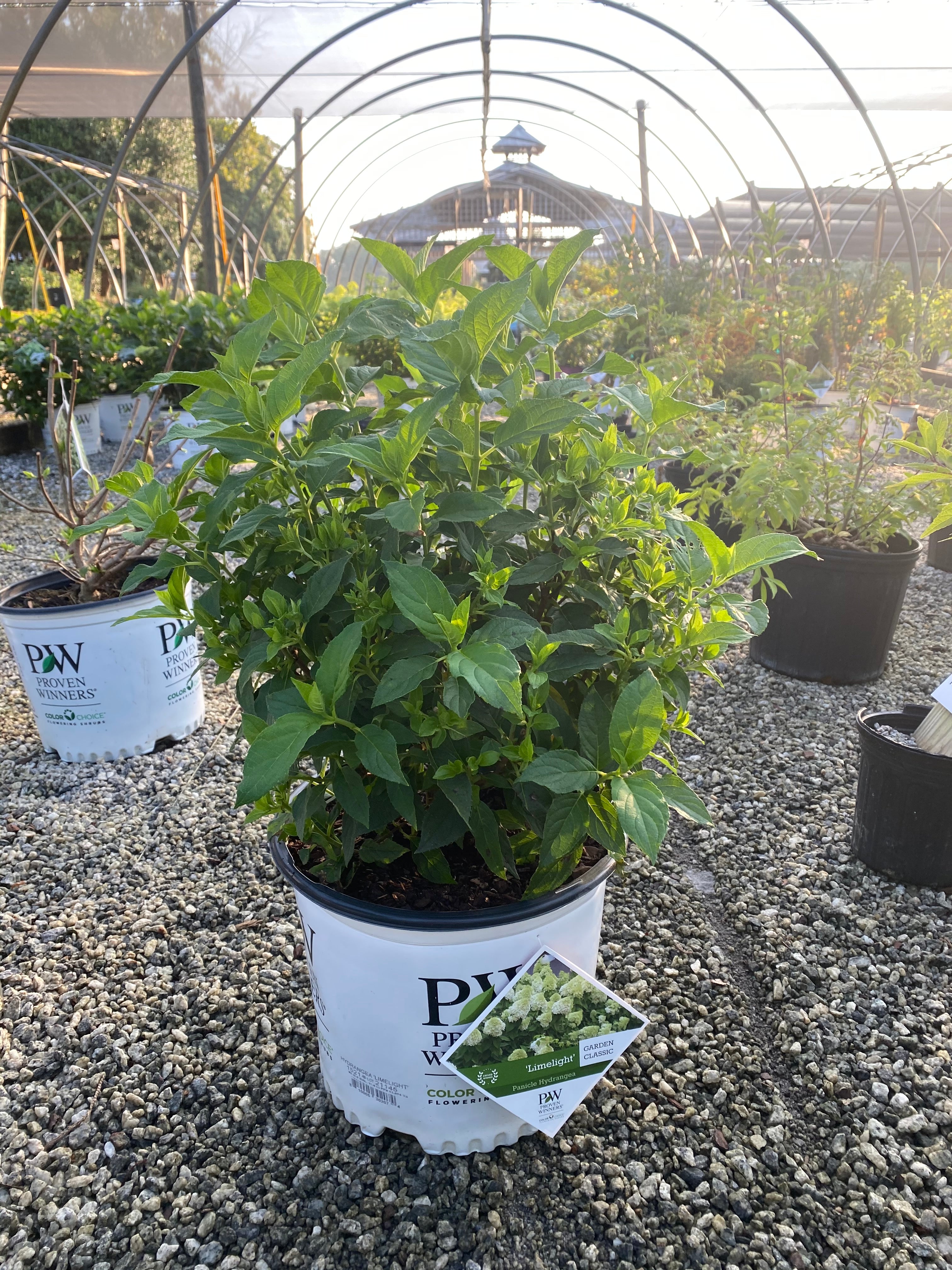 Limelight Hydrangea 3 Gal