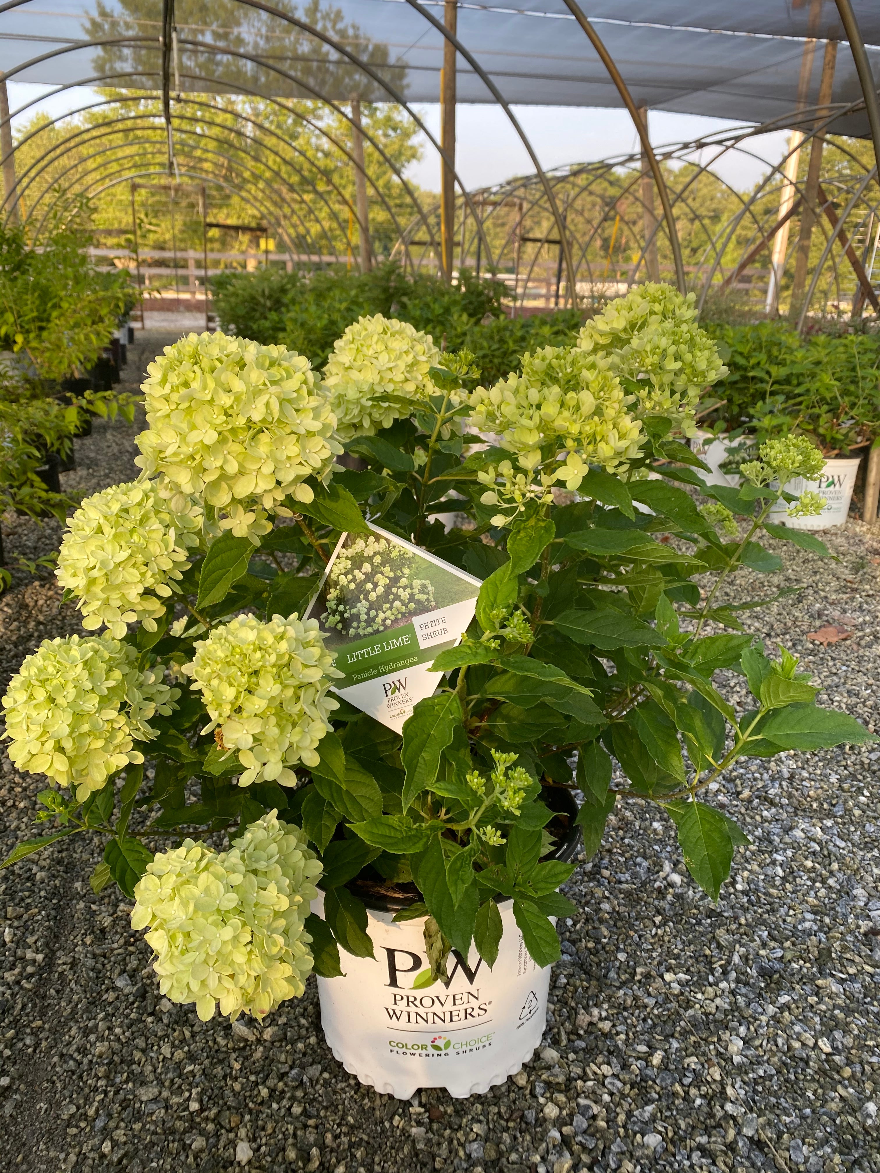 Little Lime Hydrangea 3 Gal