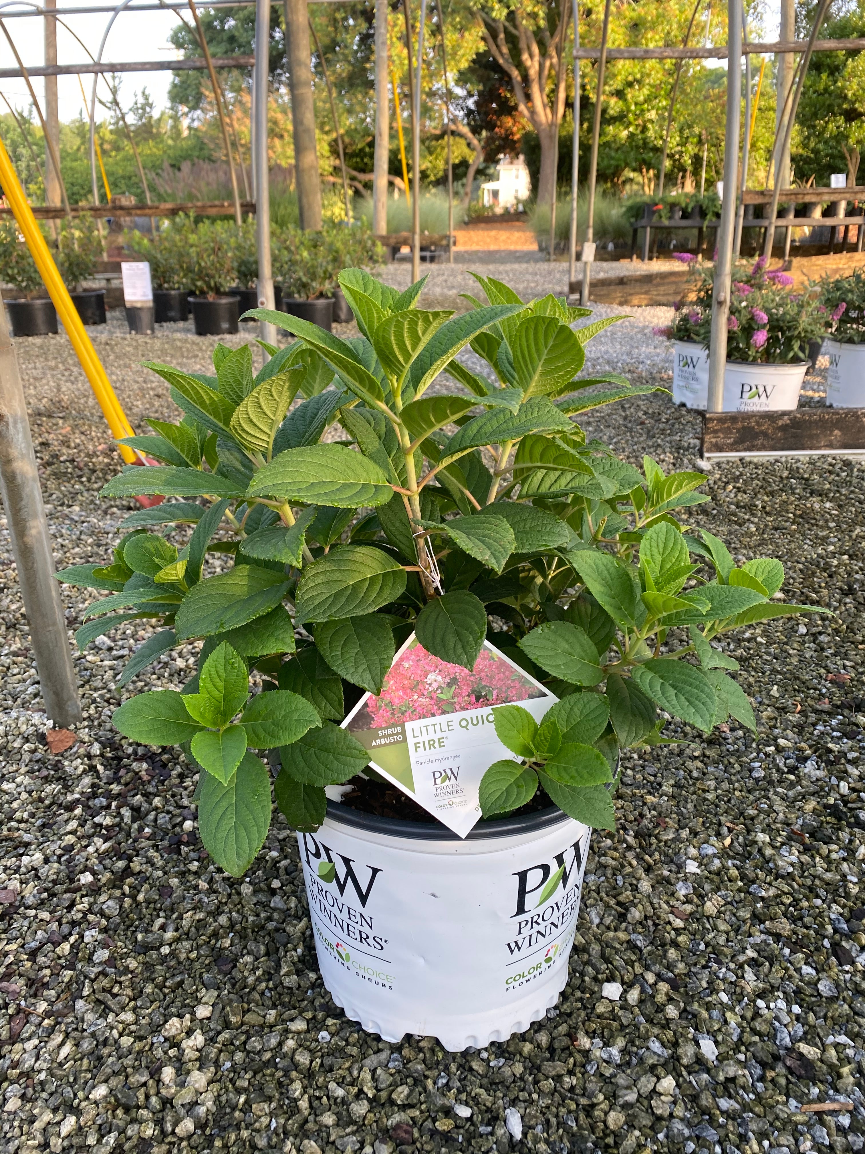 Little Quick Fire Hydrangea 2&3 Gal