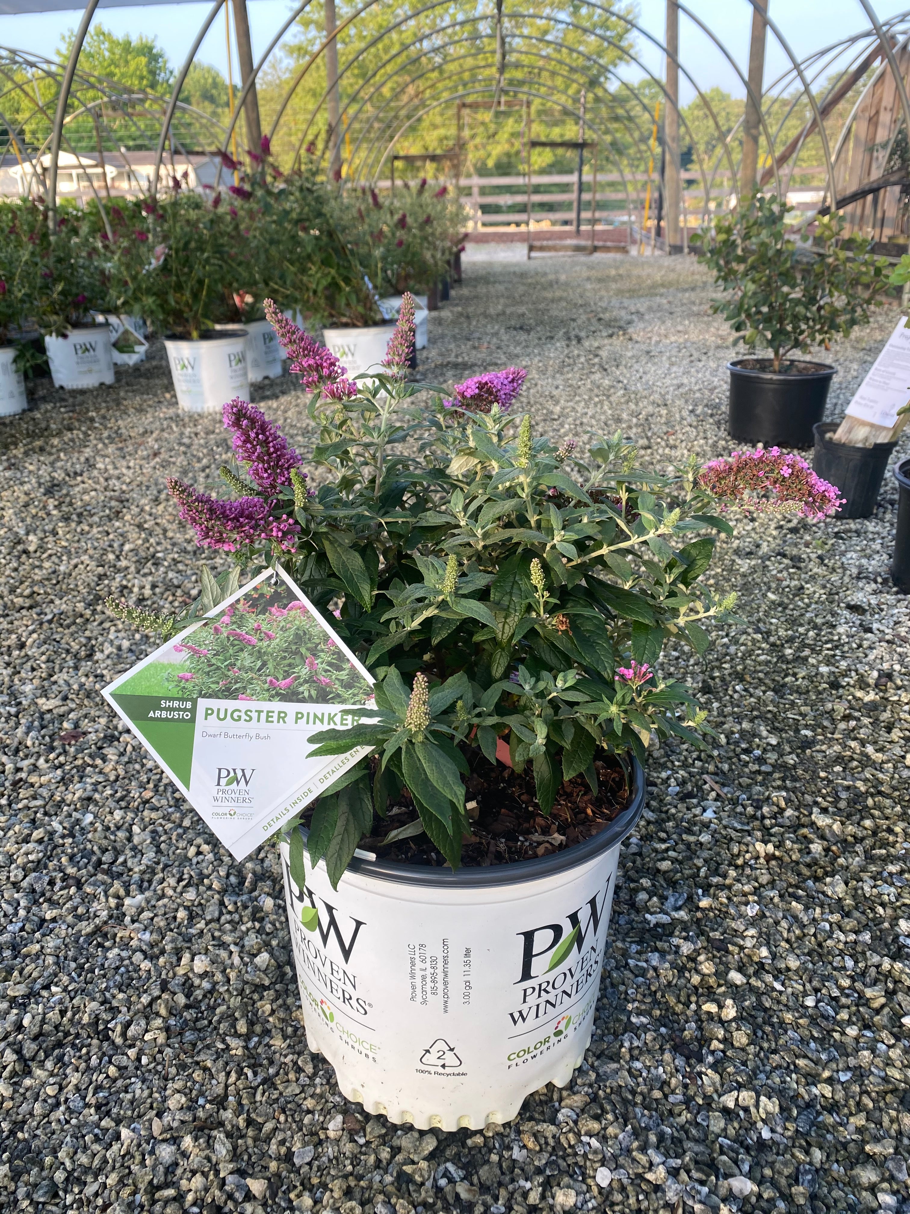 Pugster Pinker Butterfly Bush 3 Gal