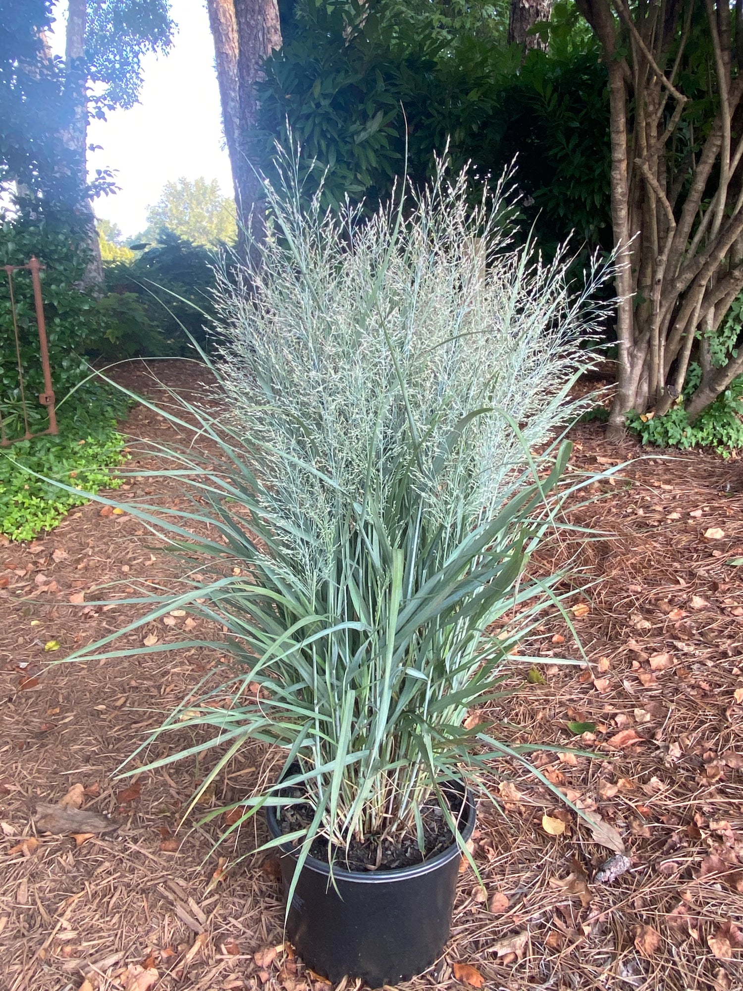 Gunsmoke Switch Grass 3 Gal