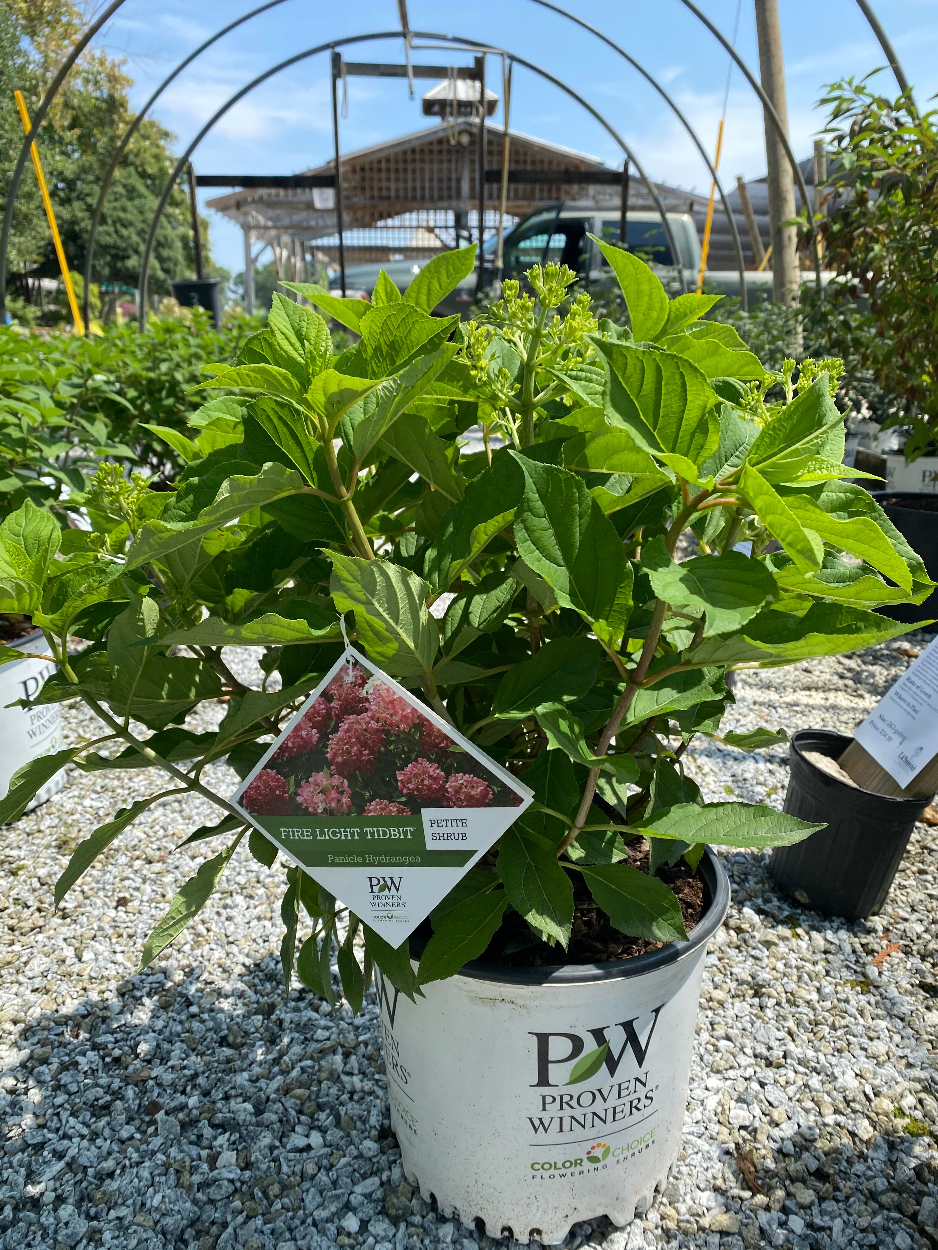 Firelight Tidbit Hydrangea 3 Gal