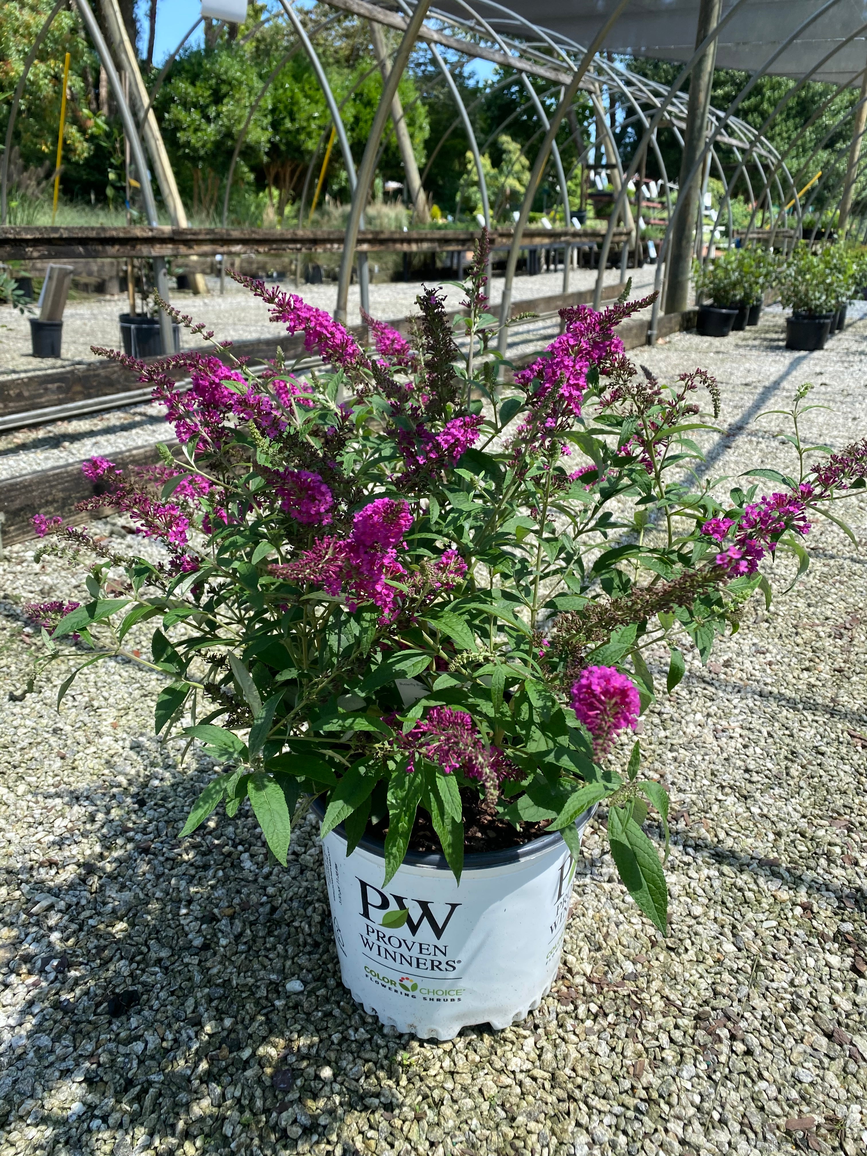 Miss Ruby Butterfly Bush 3 Gal