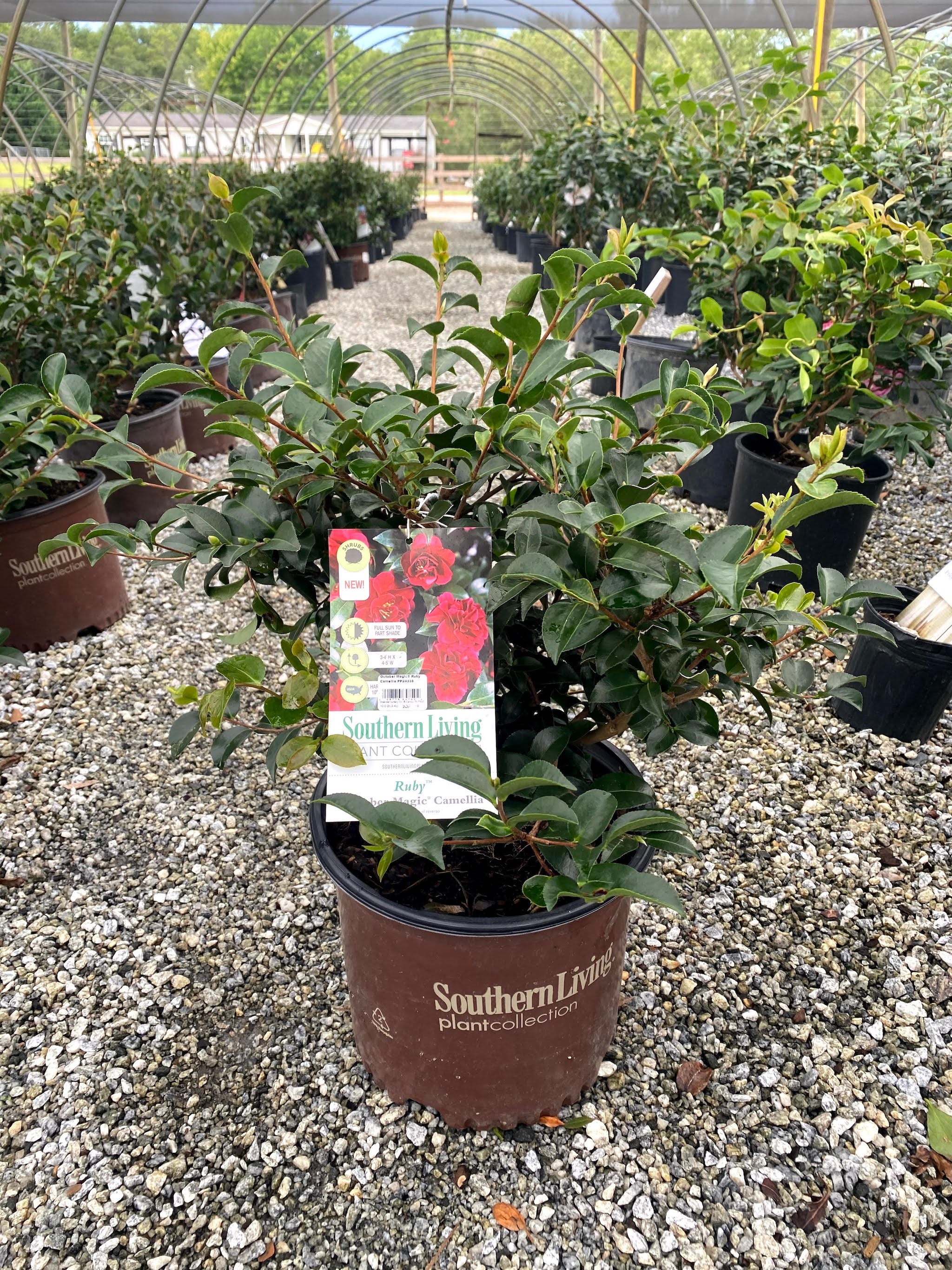 ruby zz plant October Magic Ruby Sasanqua – Lichtenfelt's