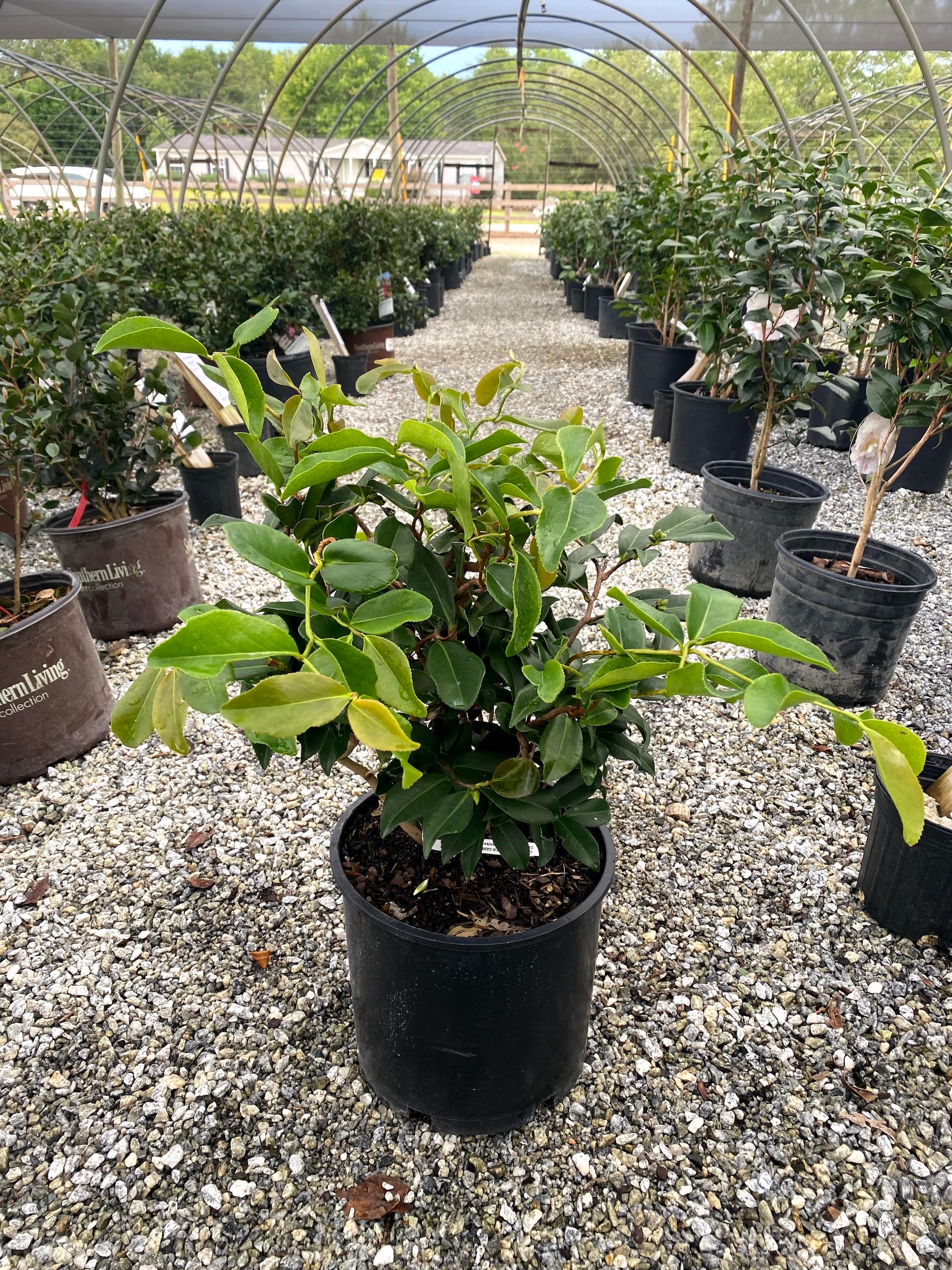 Corkscrew Camellia