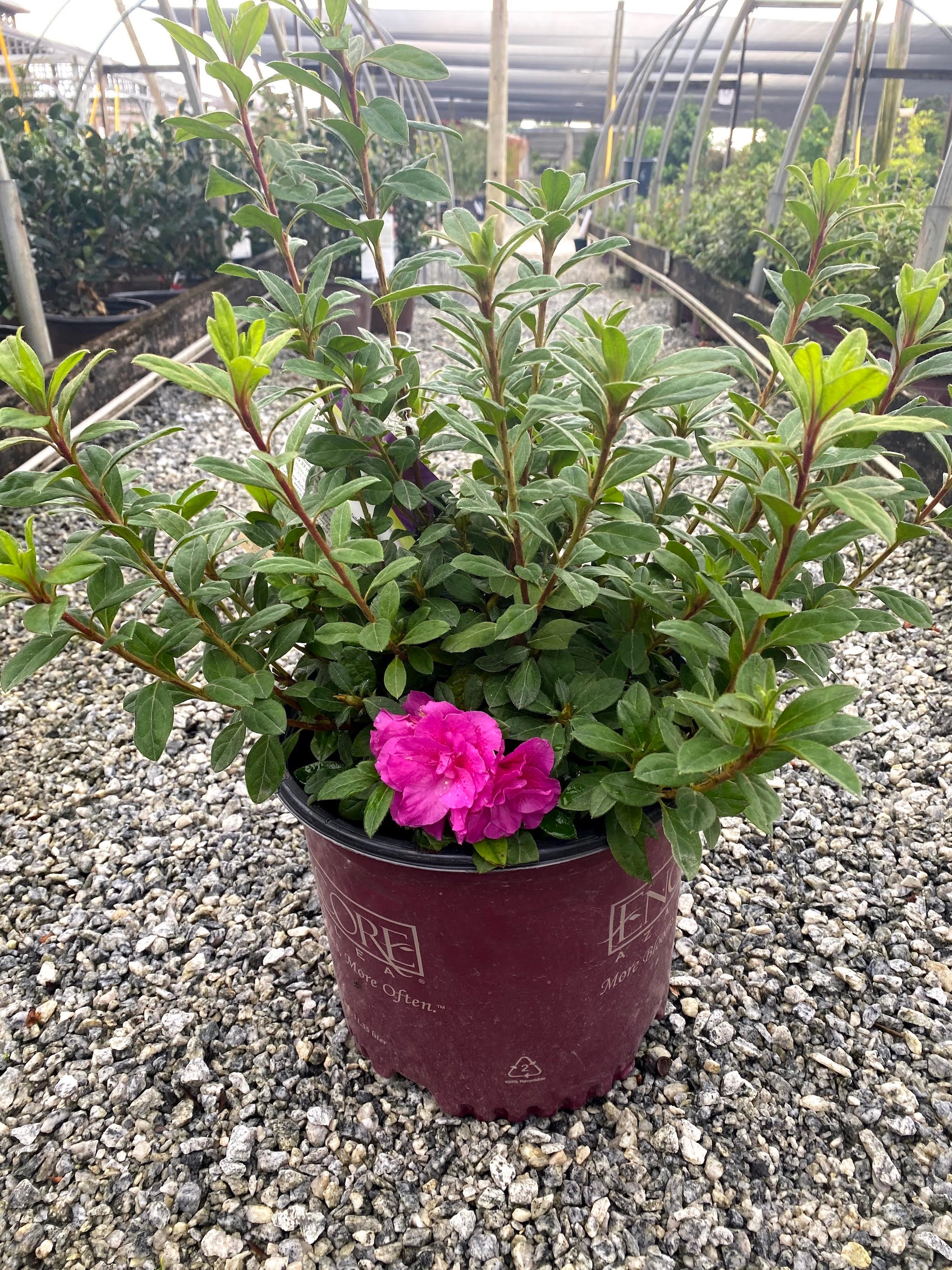 Autumn Majesty Encore Azalea 2&3 Gal