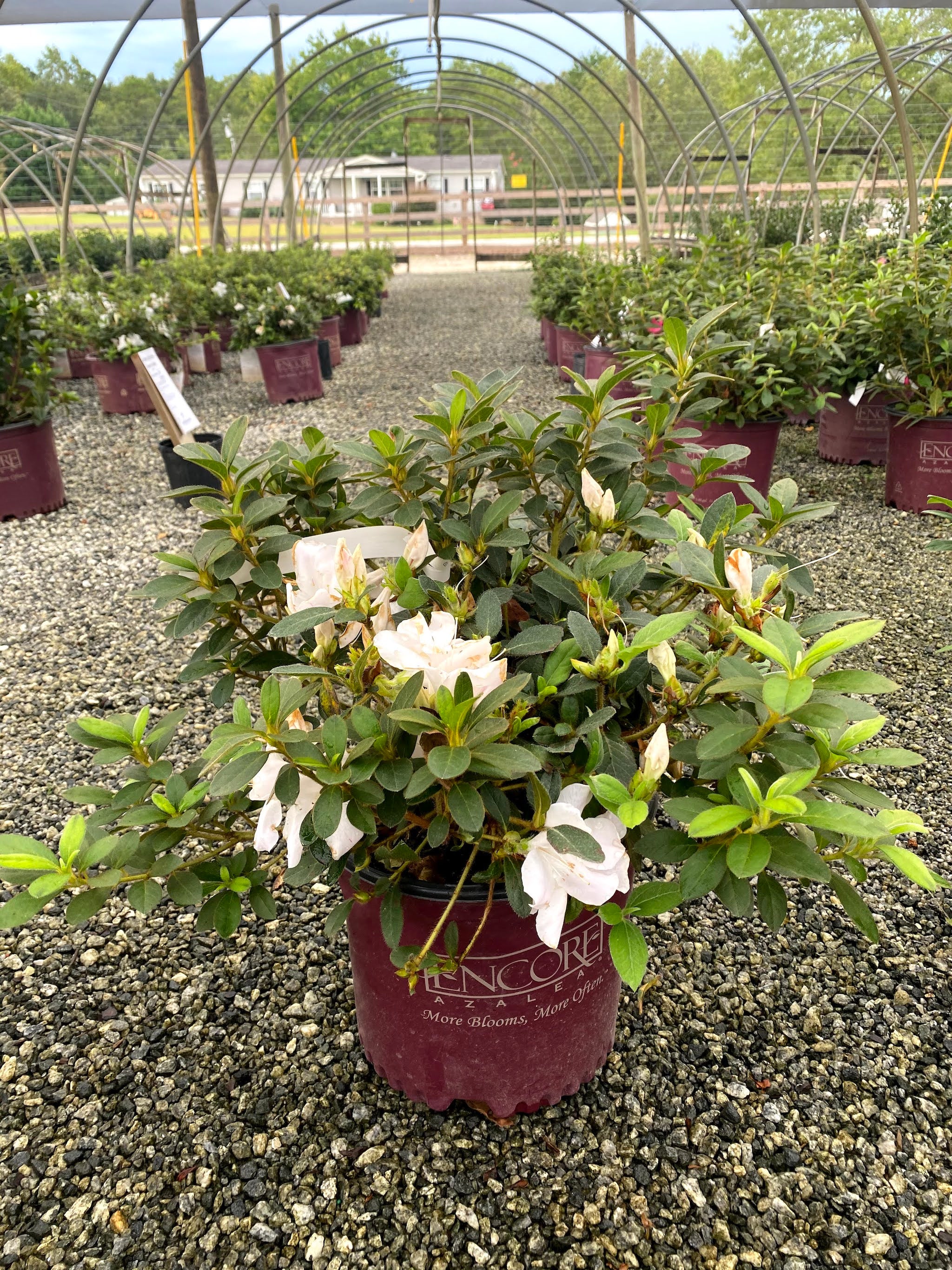 Autumn Lily Encore Azalea 2&3 Gal