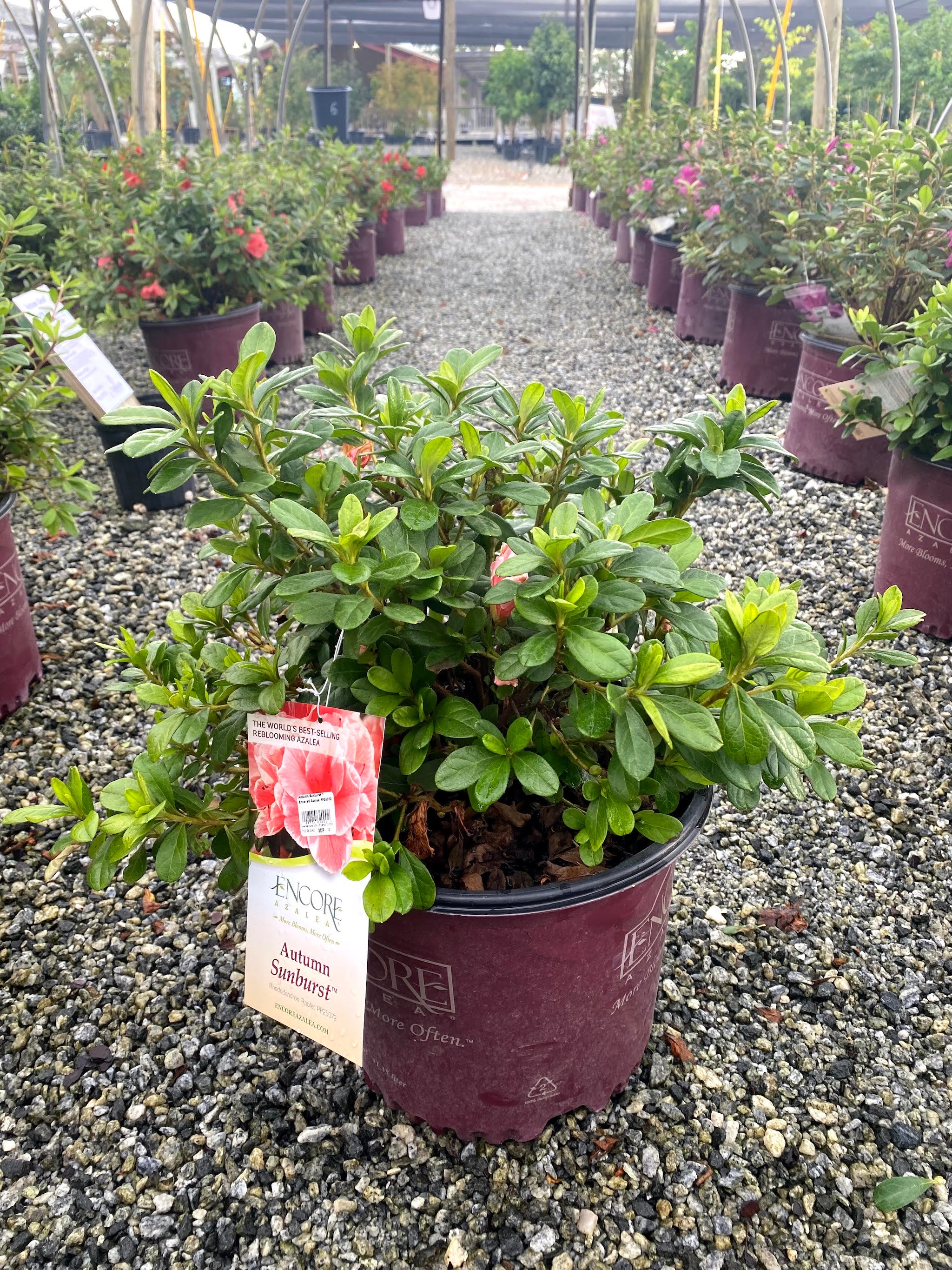 Autumn Sunburst Encore Azalea 2&3 Gal
