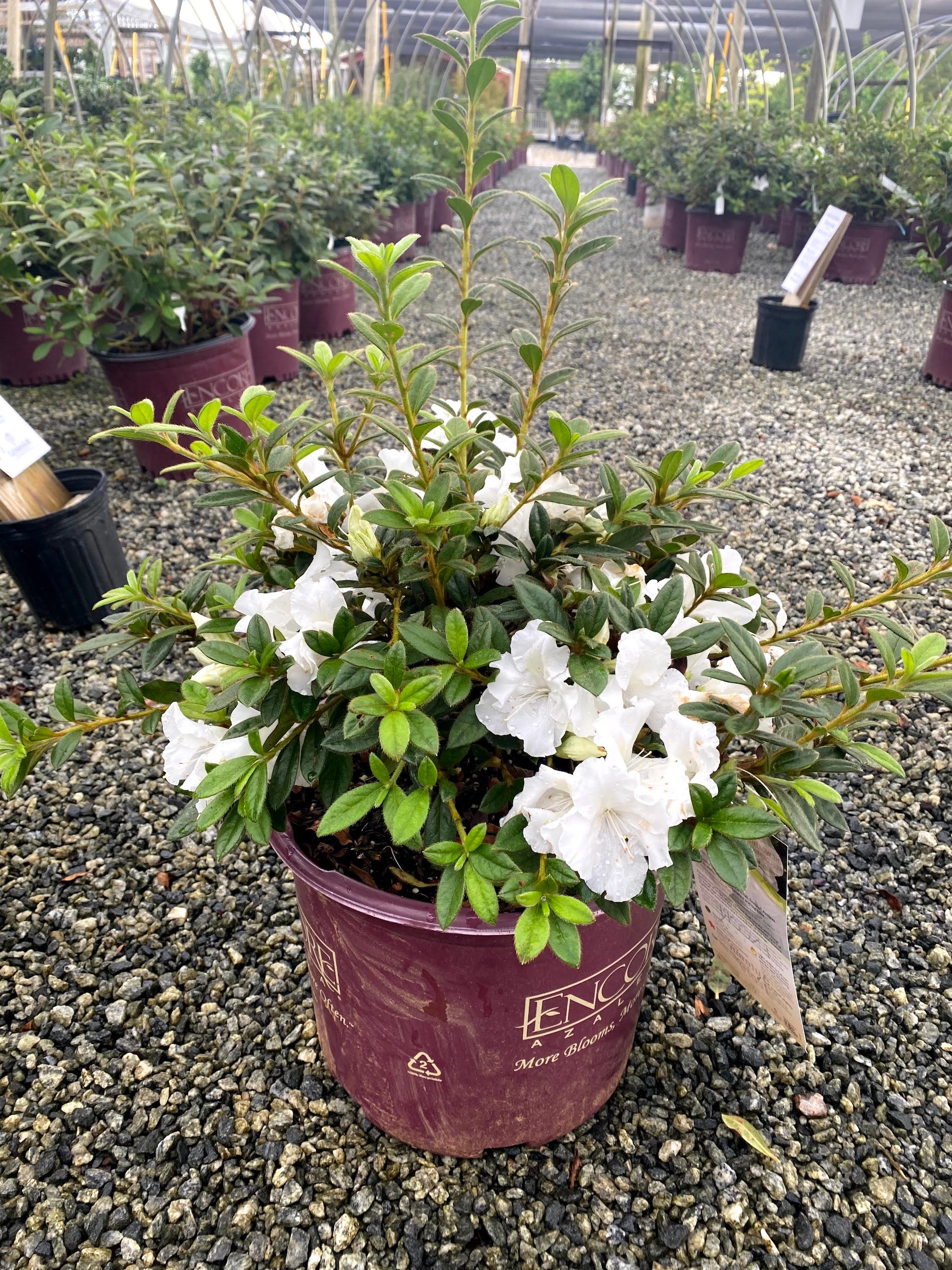 Autumn Ivory Encore Azalea 2&3 Gal
