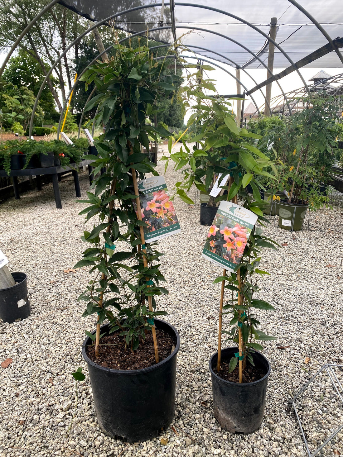 Tangerine Beauty Crossvine