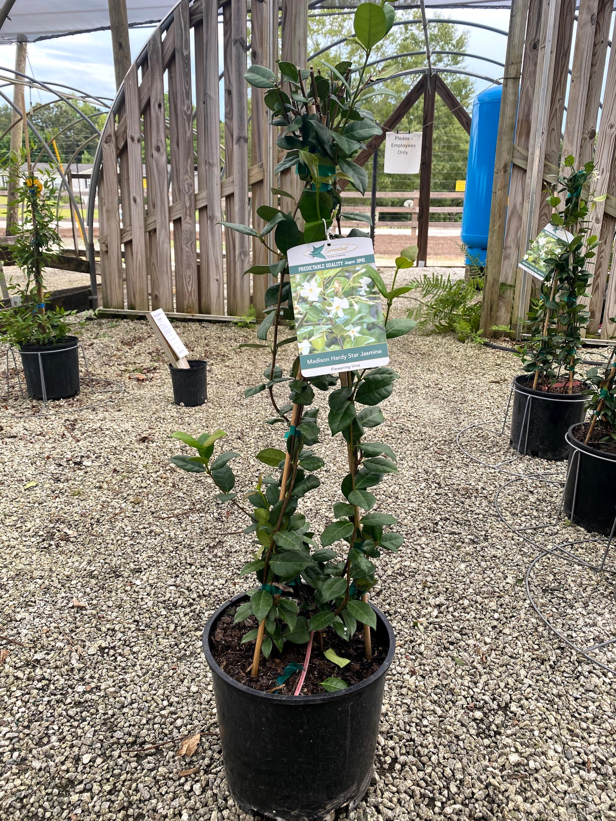 planting jasmine trellis Madison Confederate Jasmine – Lichtenfelt's