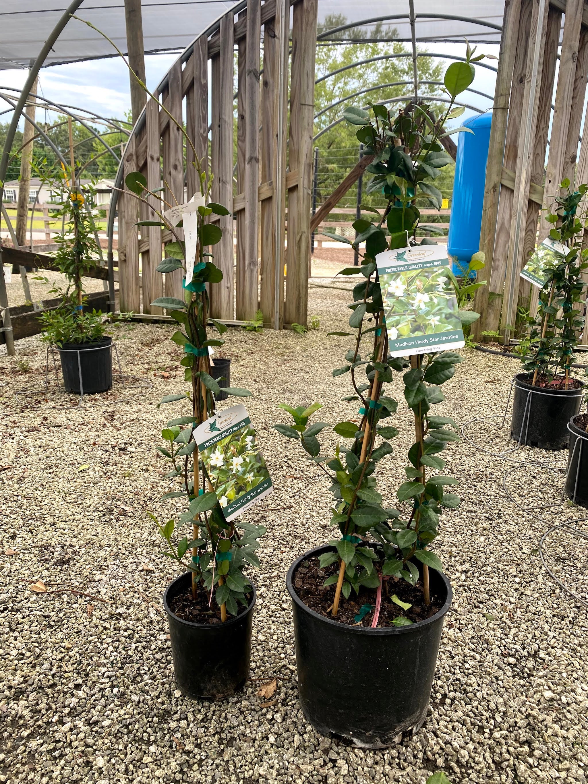 Madison Confederate Jasmine