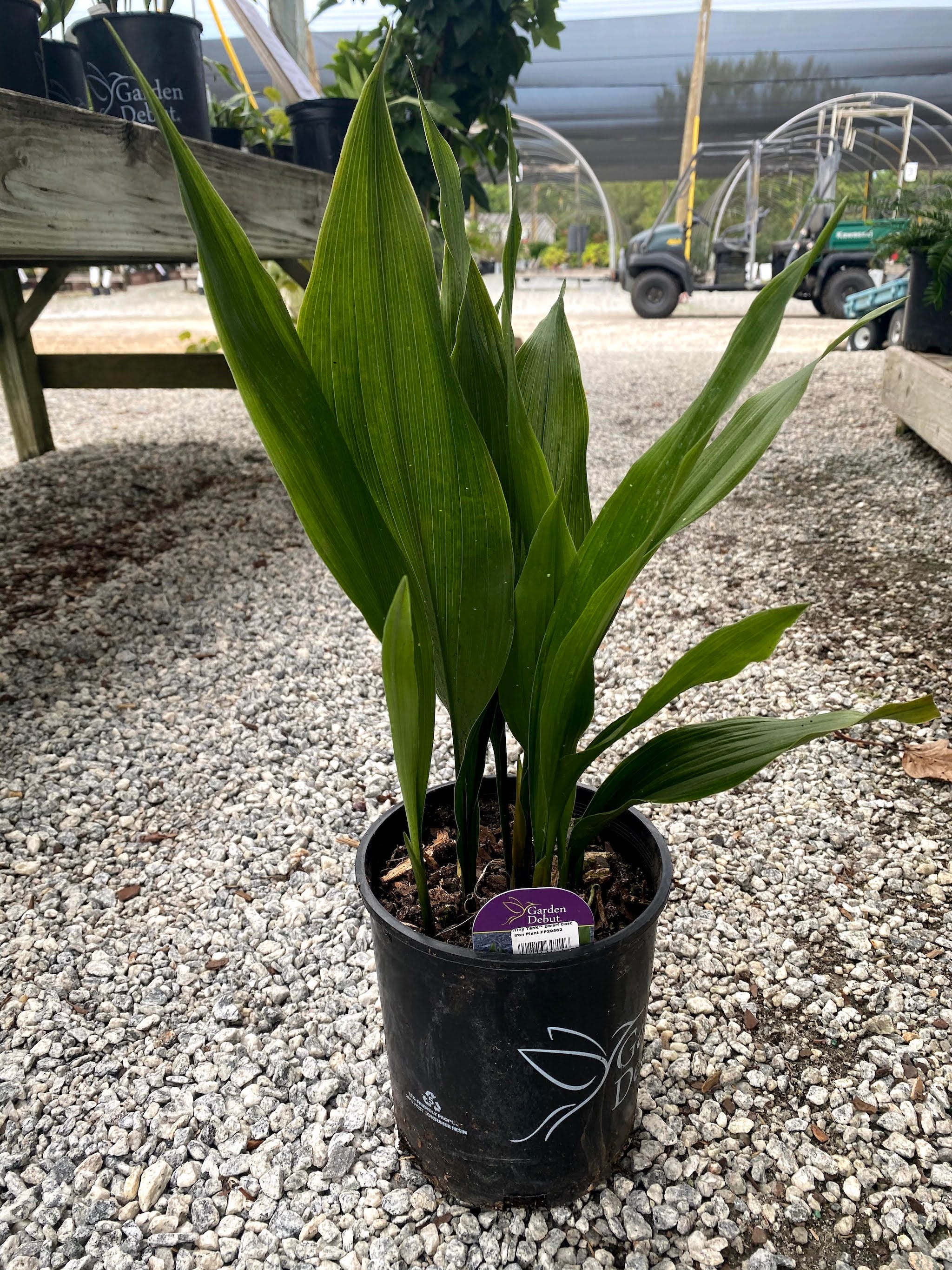 Tiny Tank Aspidistra 1 Gal
