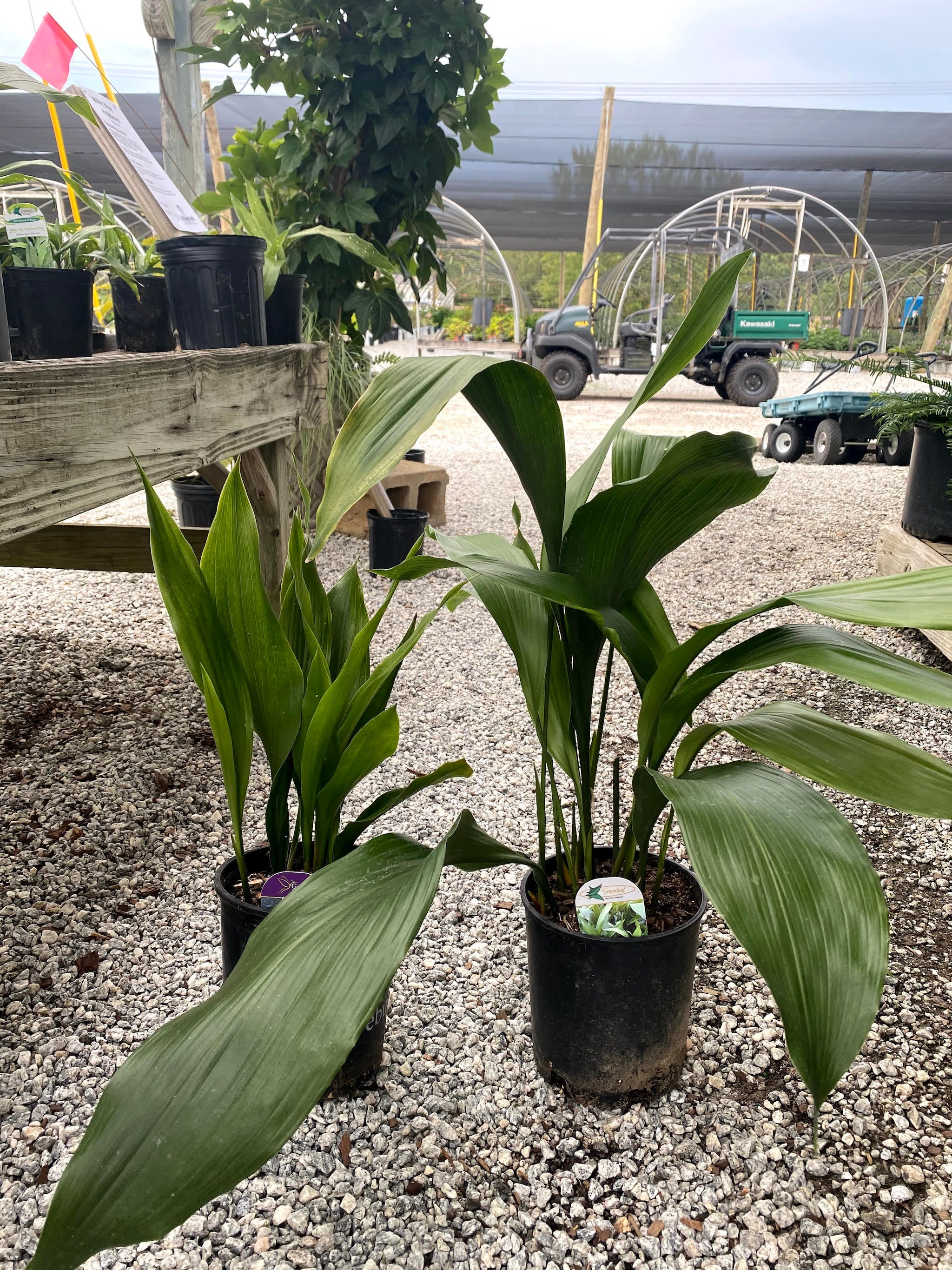 Aspidistra (Cast Iron)