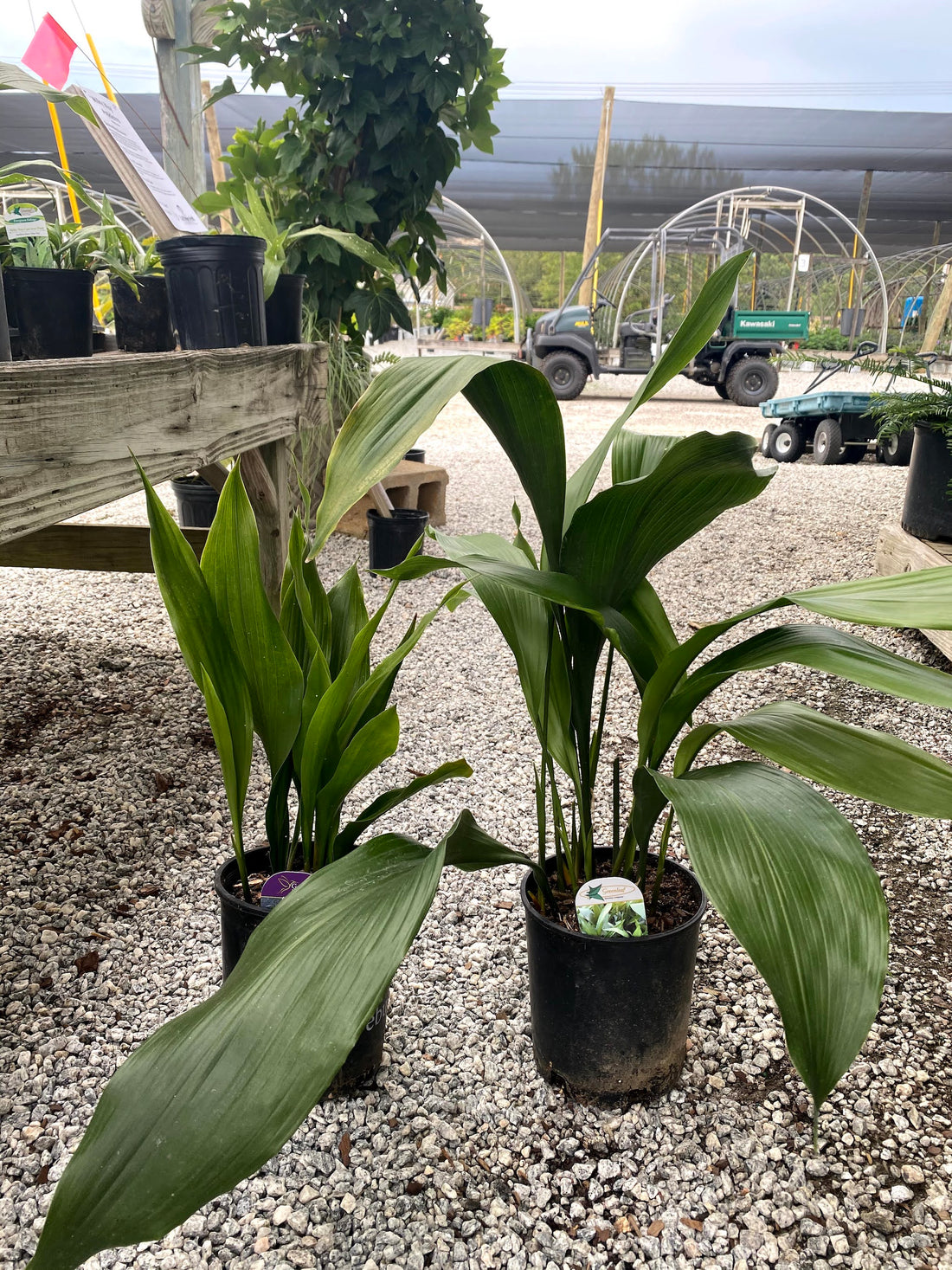 Tiny Tank Aspidistra 1 Gal