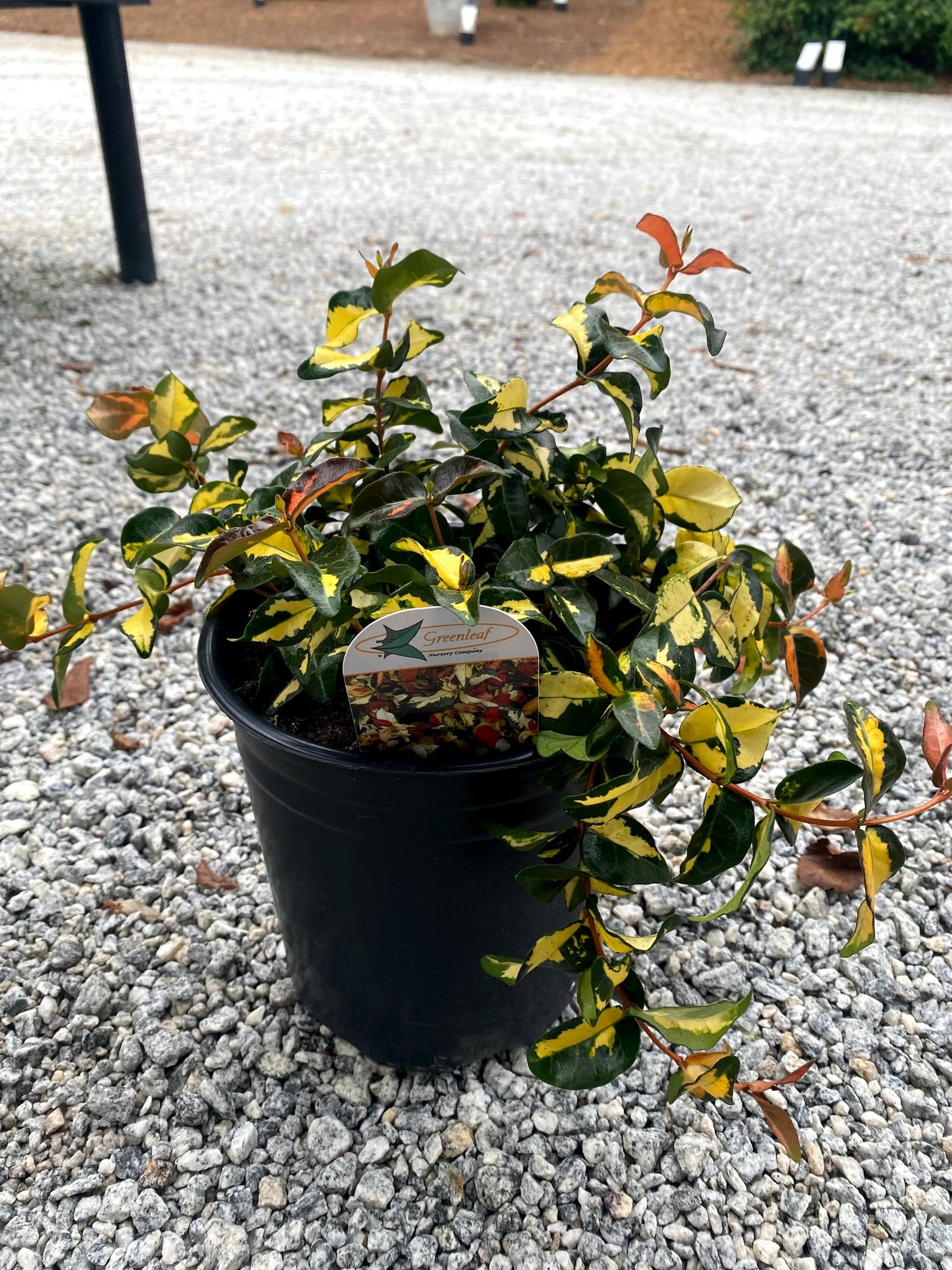 Summer Sunset Asiatic Jasmine 1 Gal