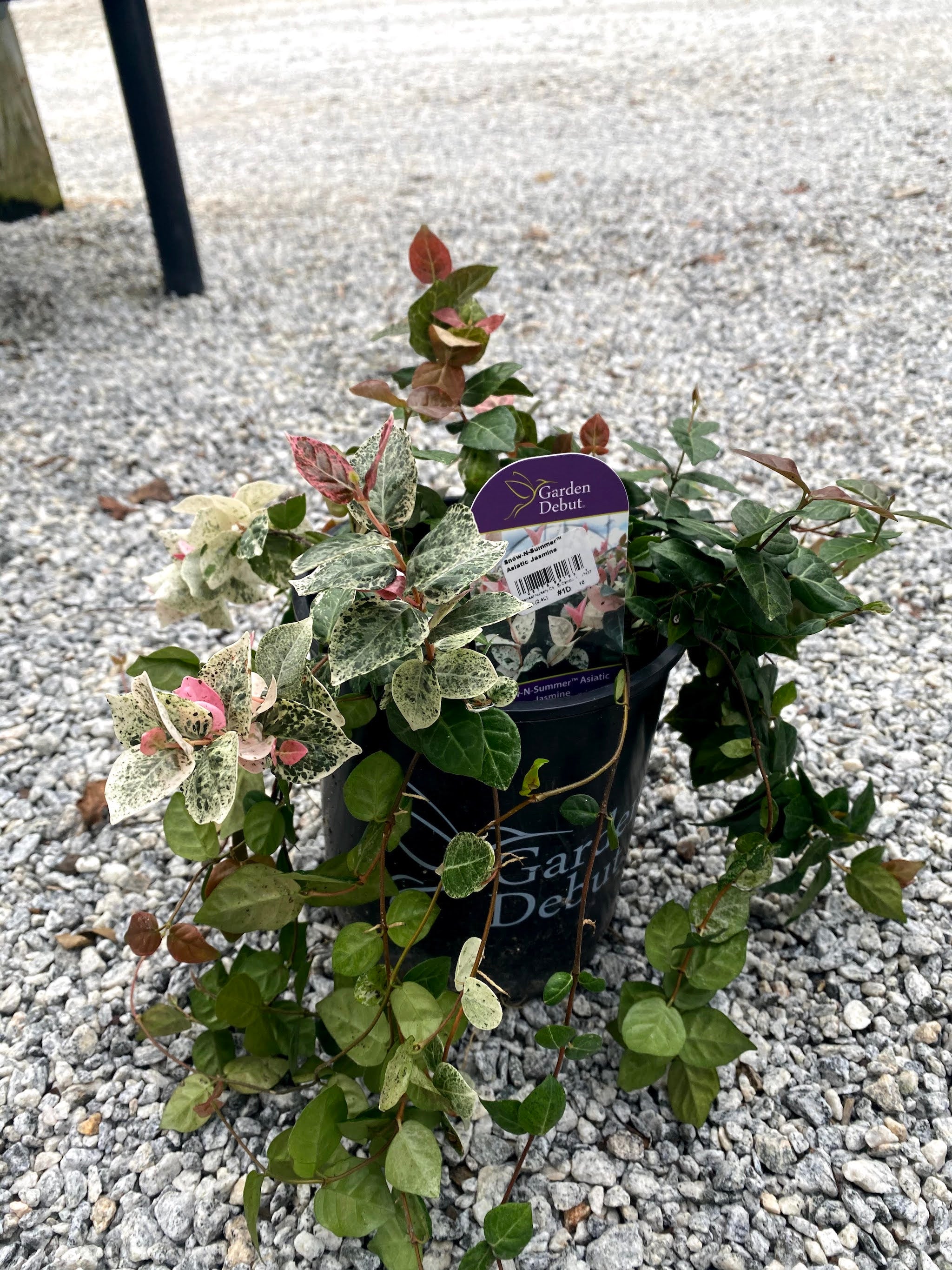 Snow-n-Summer Asiatic Jasmine