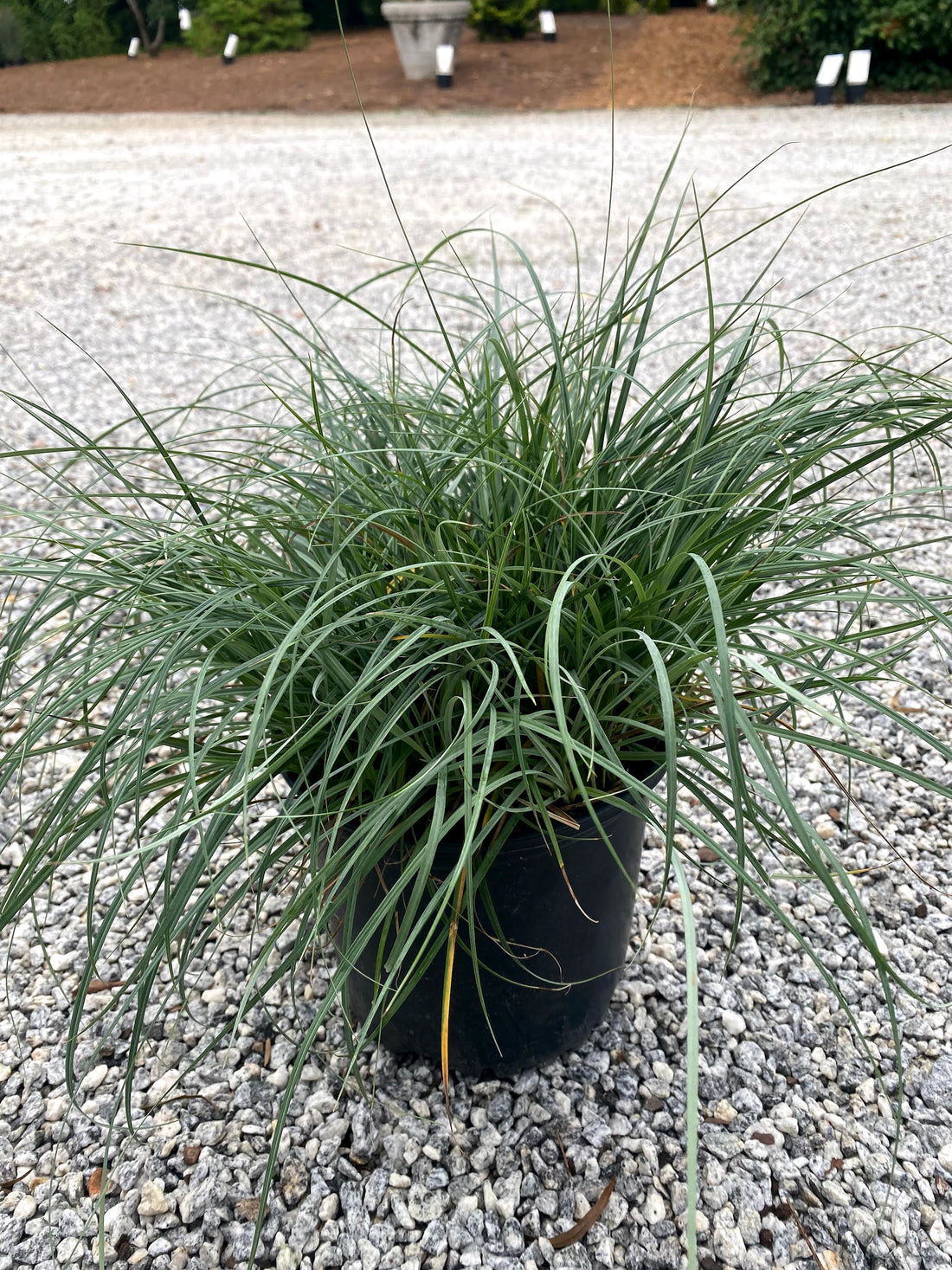 Blue Zinger Carex 1 Gal