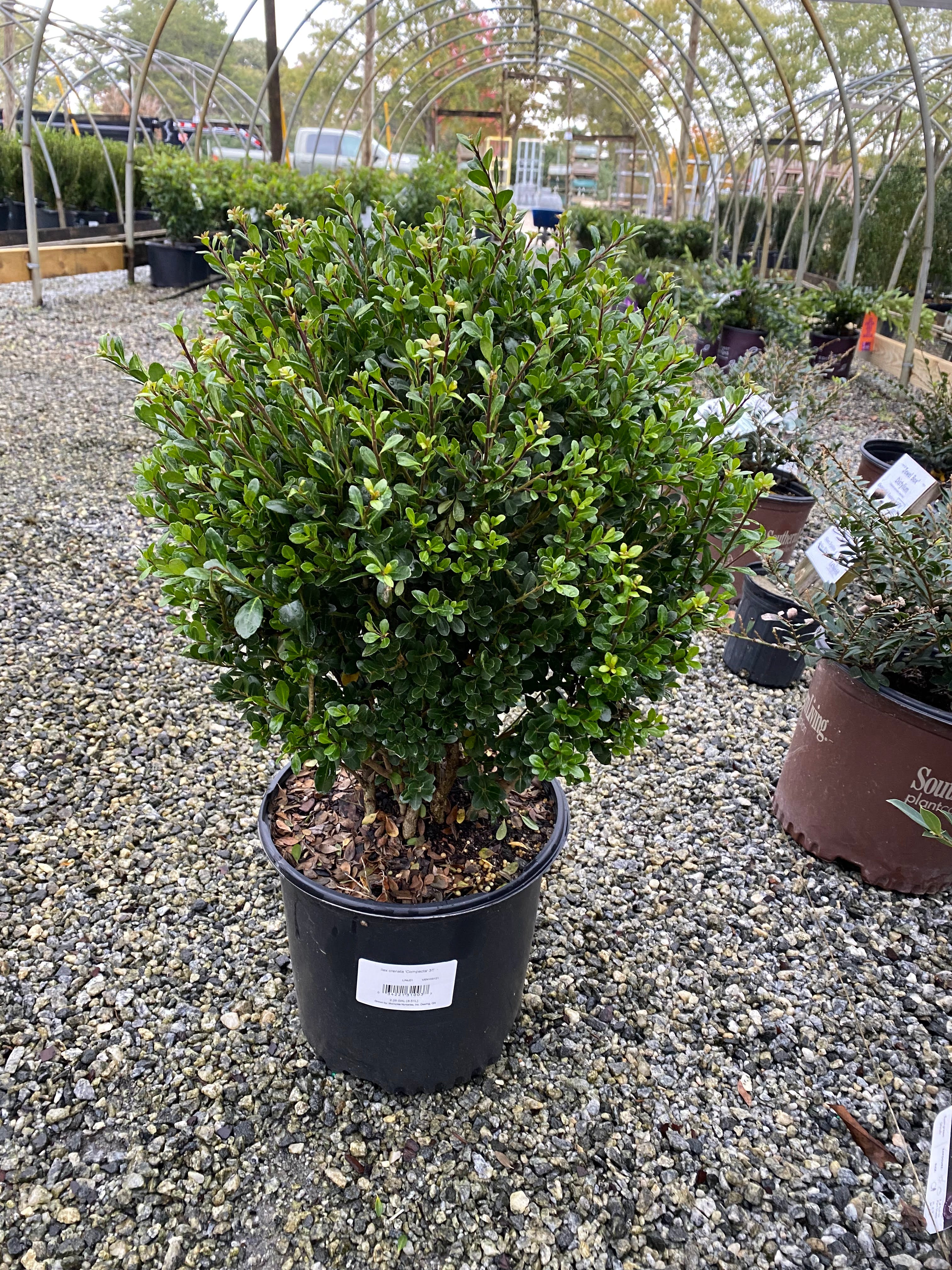 holly house plant Compacta Holly – Lichtenfelt's
