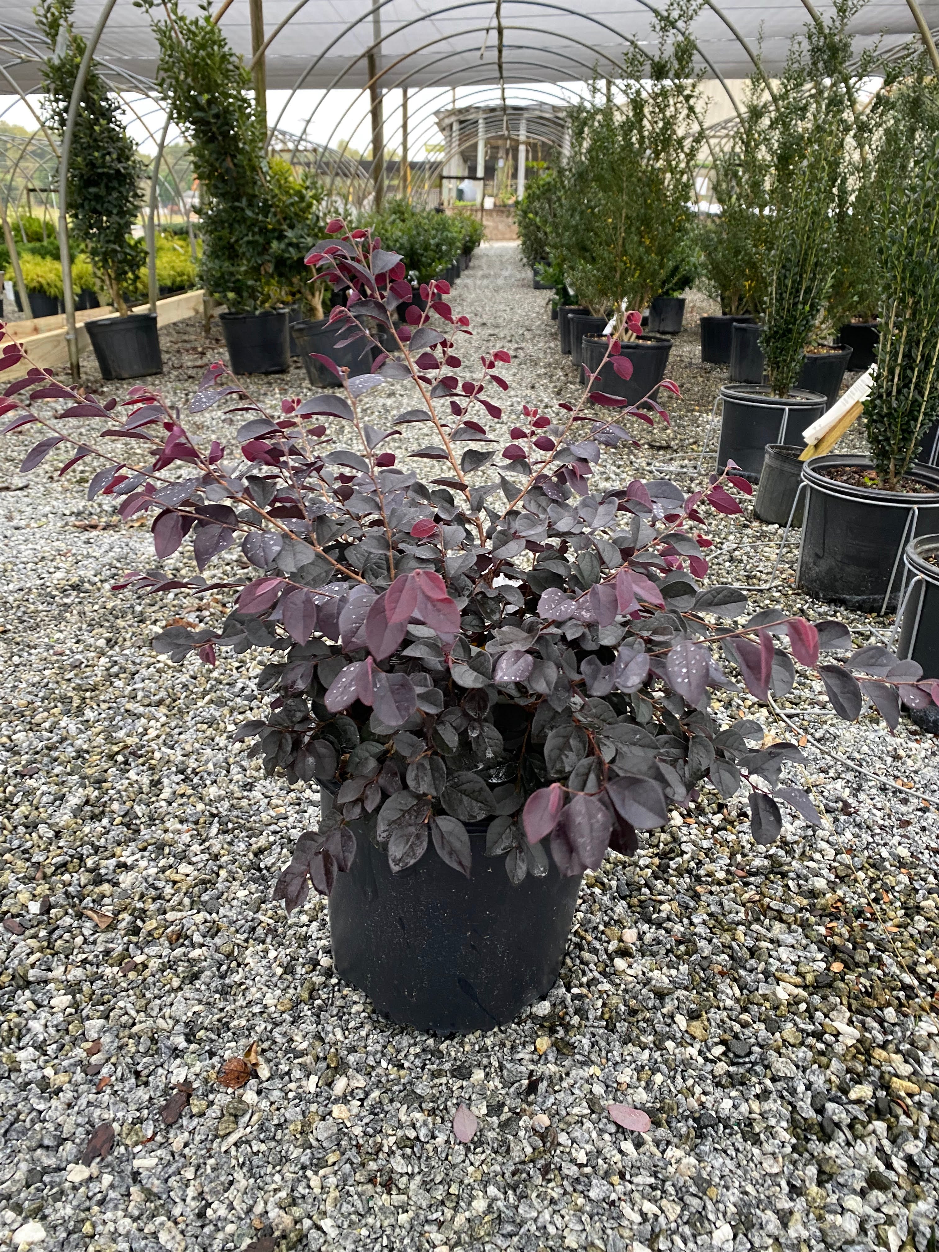 Dark Fire Loropetalum 3 Gal
