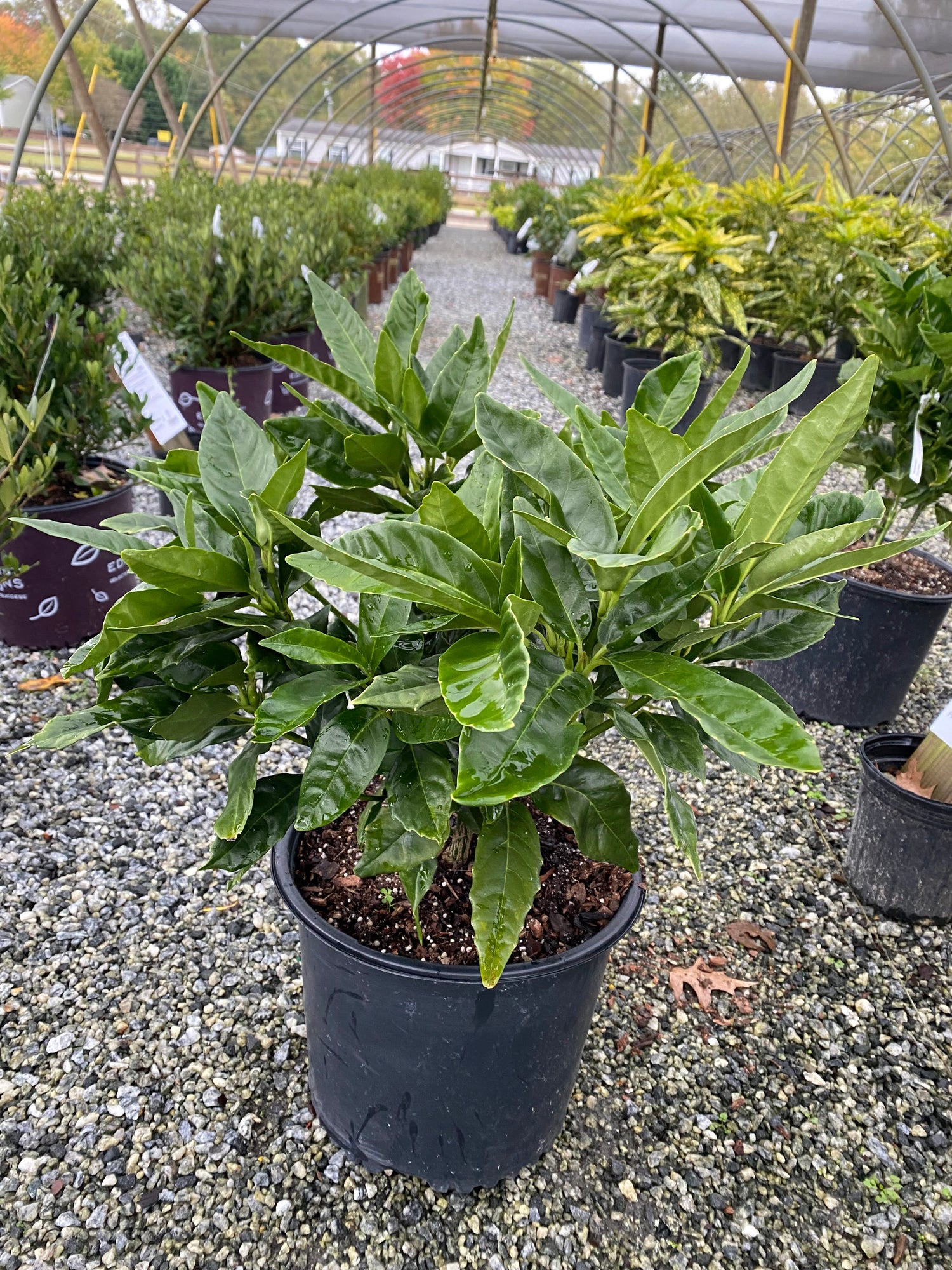 Rozannie Aucuba 3 Gal