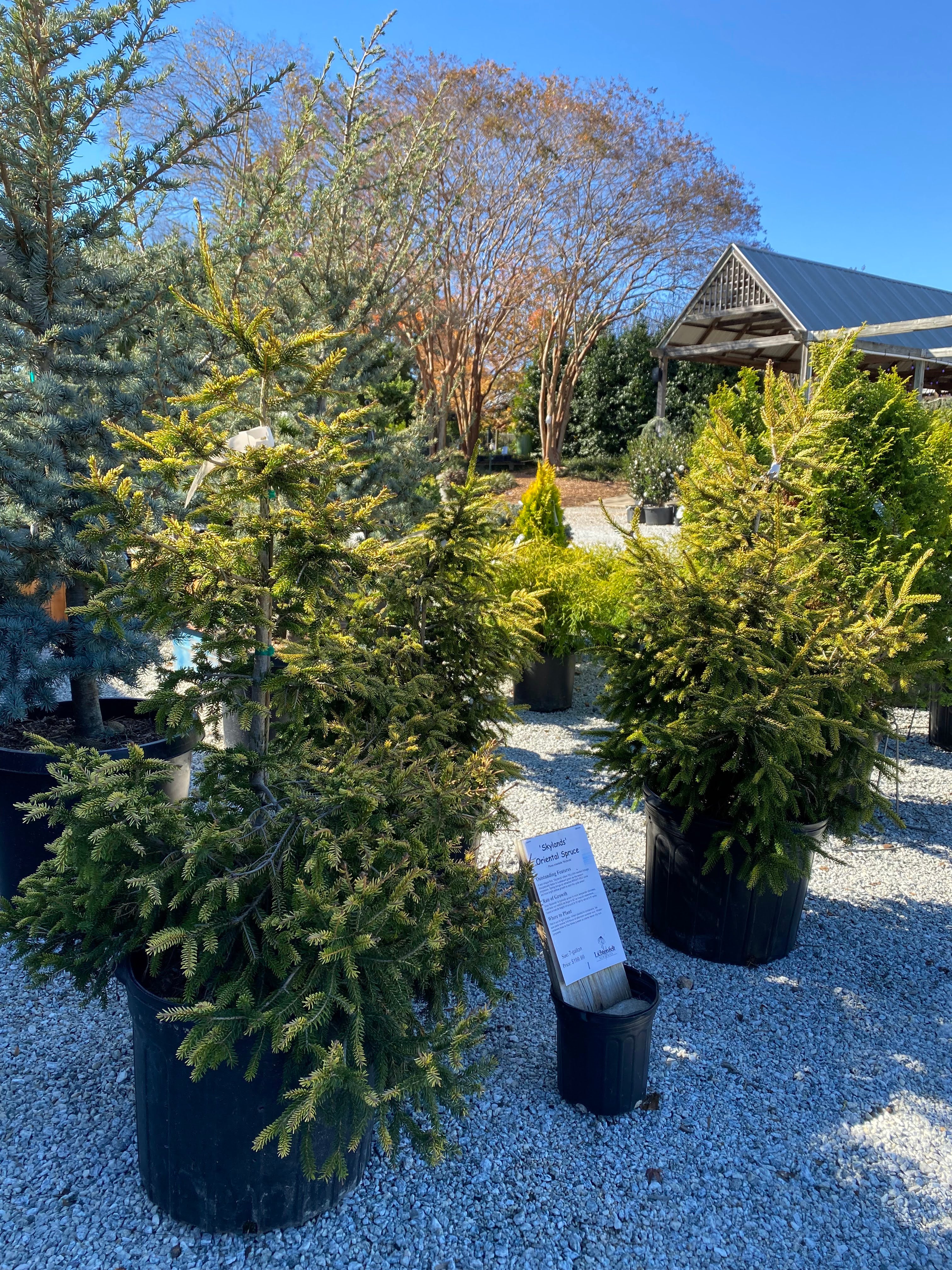 Skylands Oriental Spruce