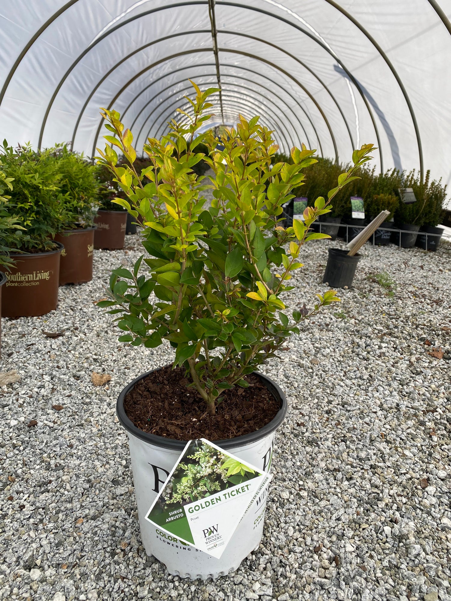 Golden Ticket Ligustrum 2&3 Gal